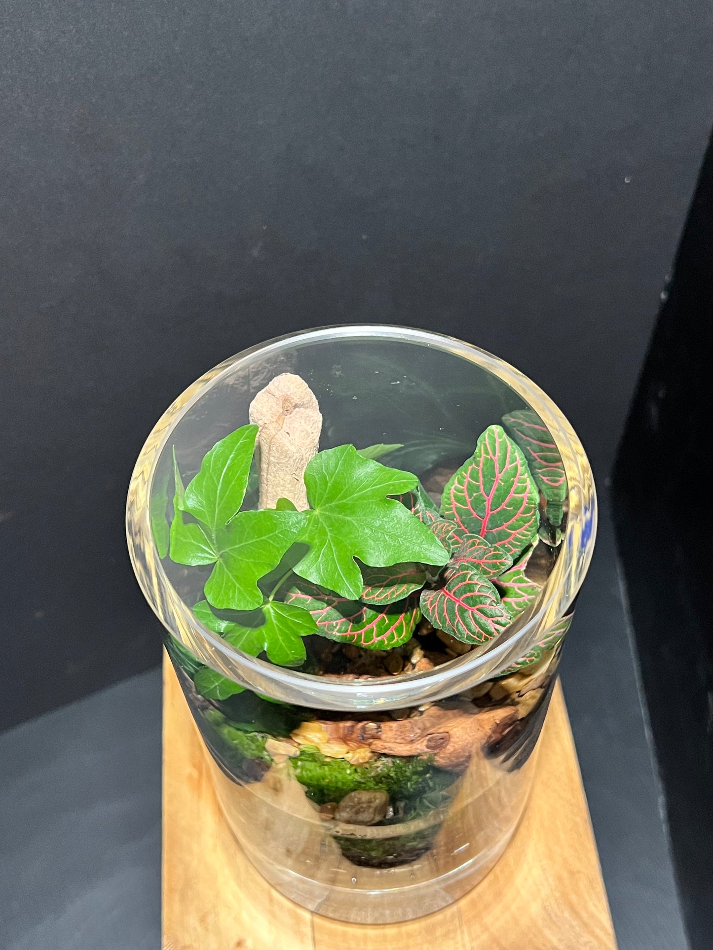 Terrarium 218