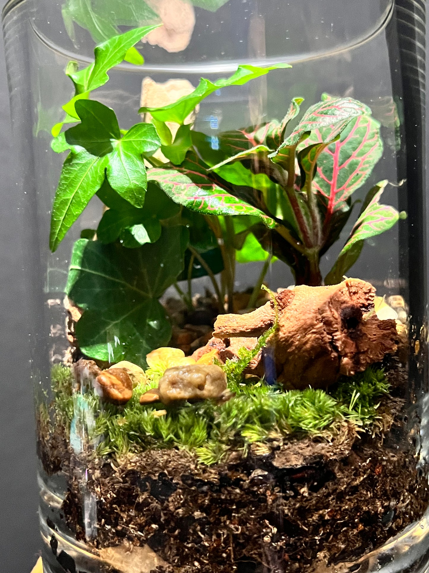 Terrarium 218