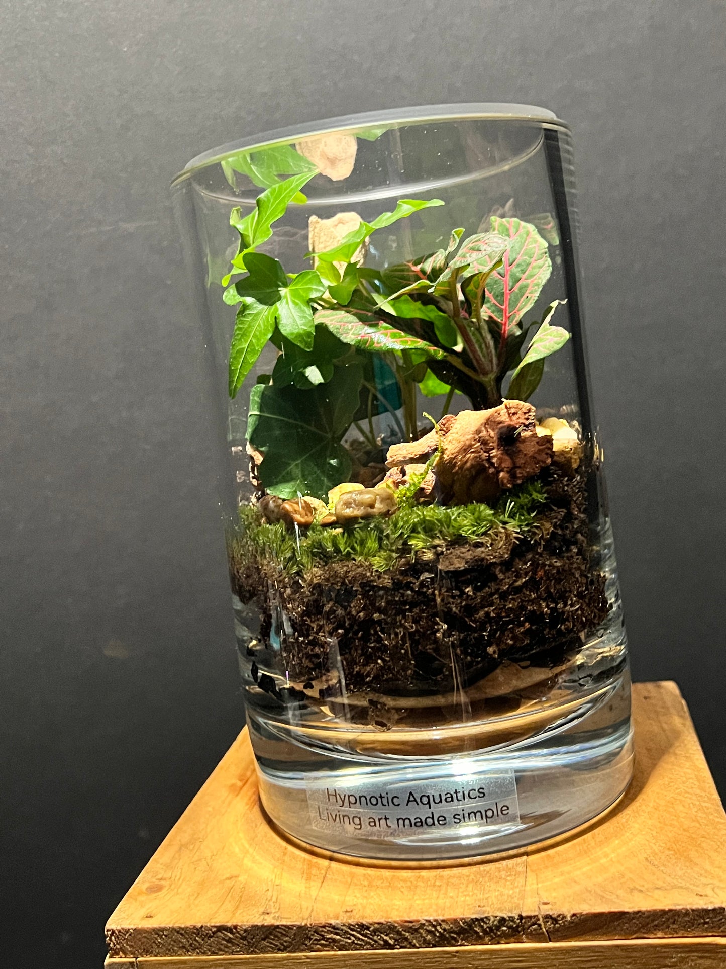 Terrarium 218