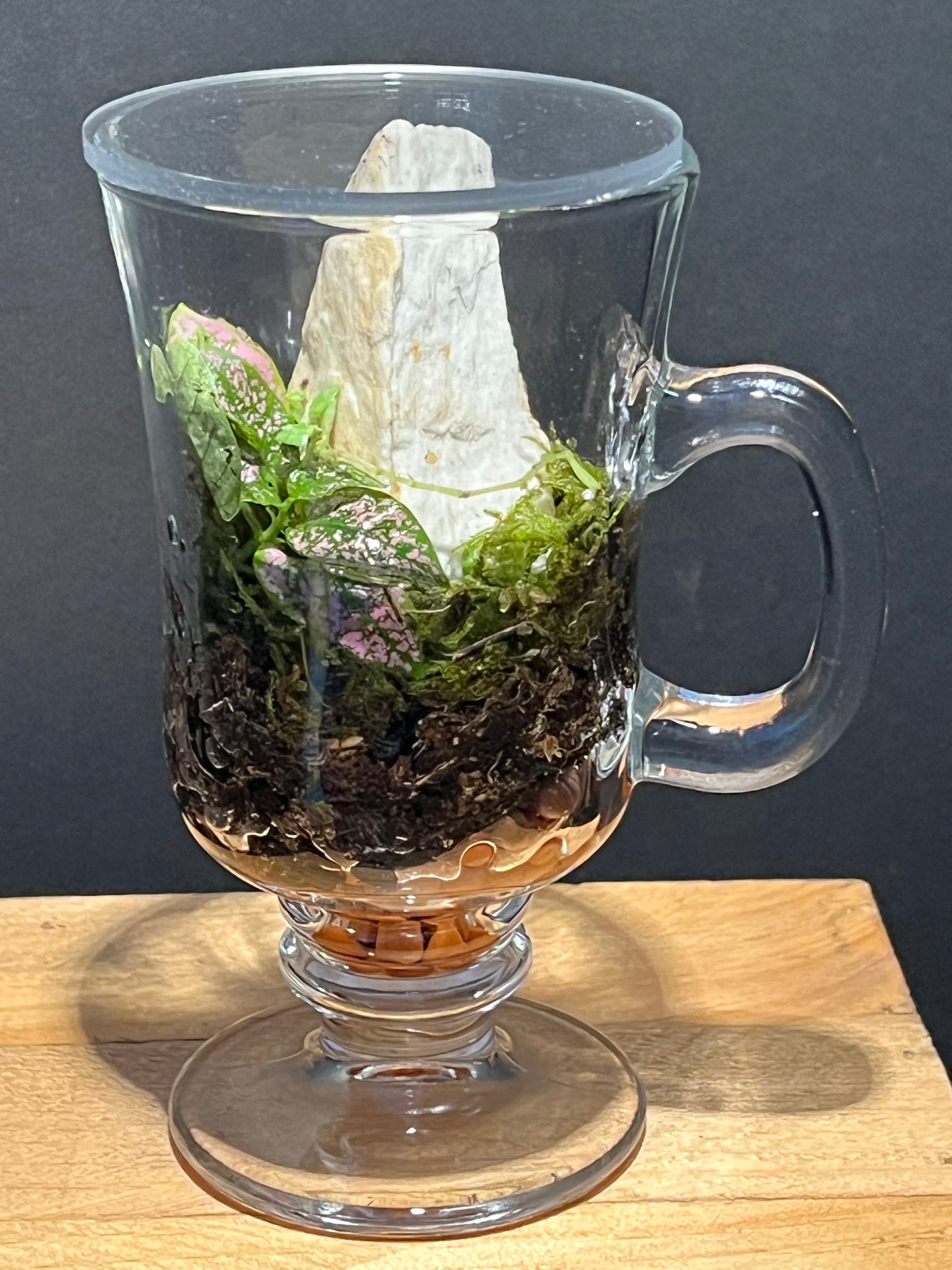 Terrarium 228
