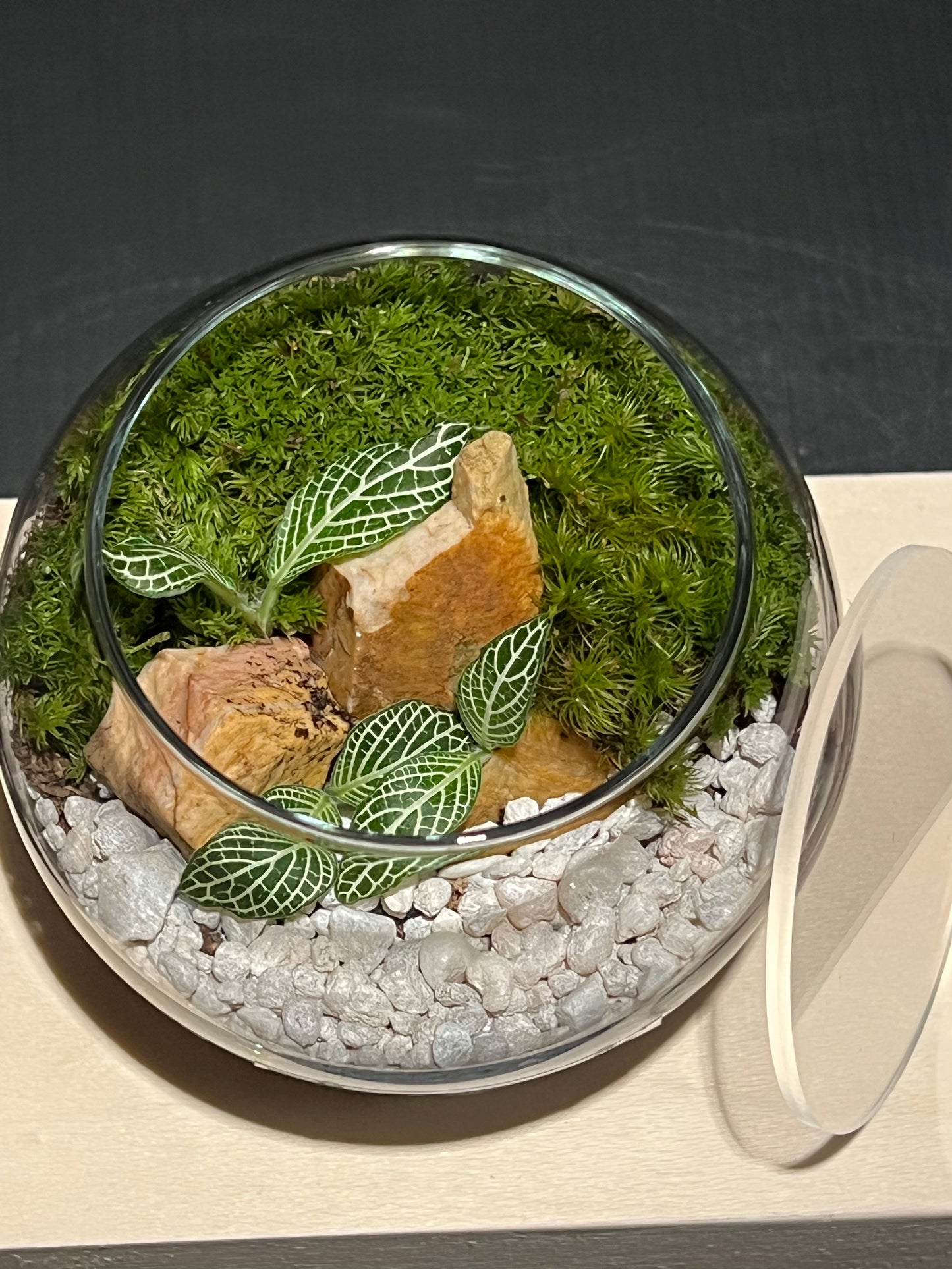 Terrarium 233
