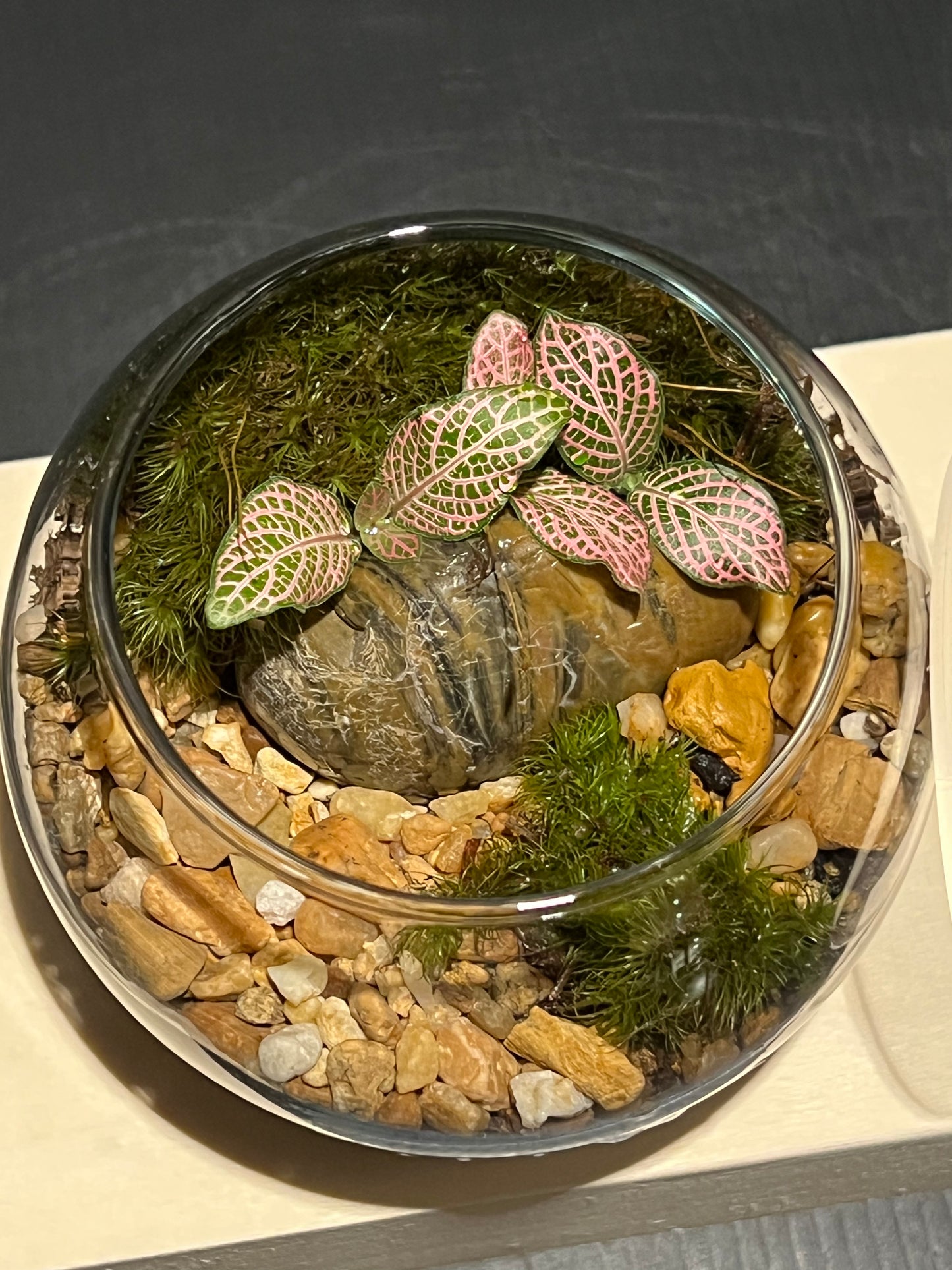 Terrarium 234