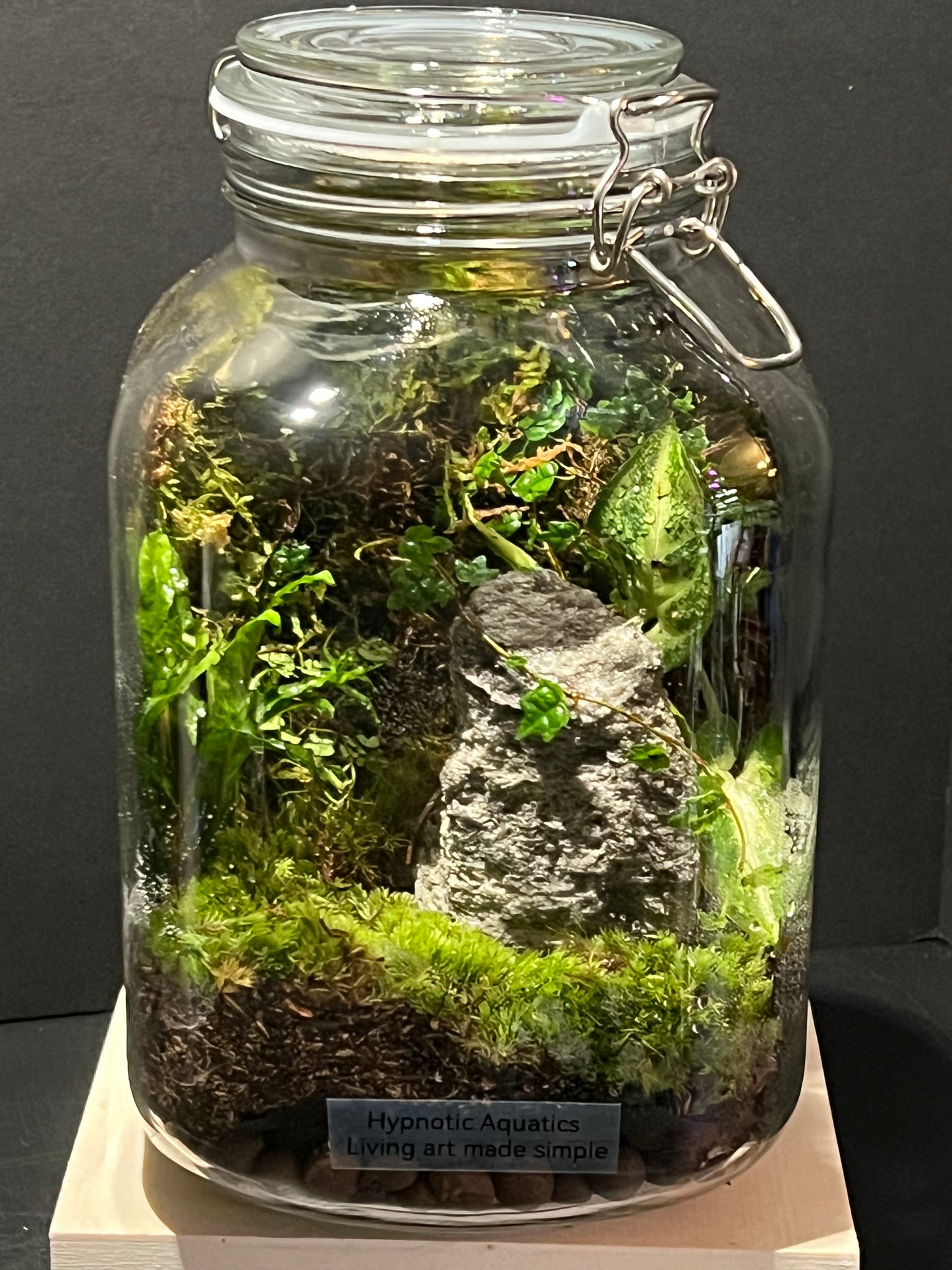 Terrarium 241