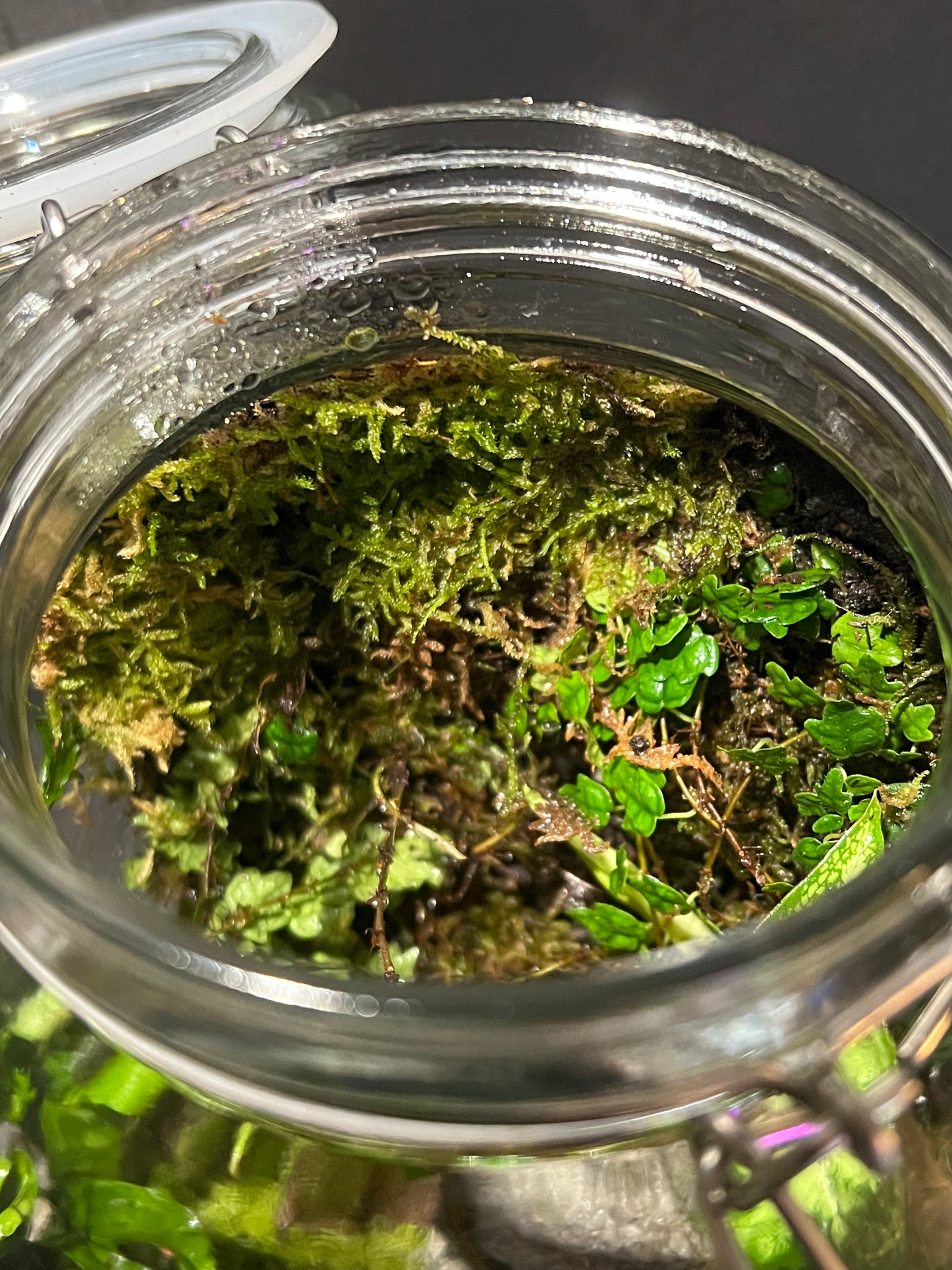 Terrarium 241