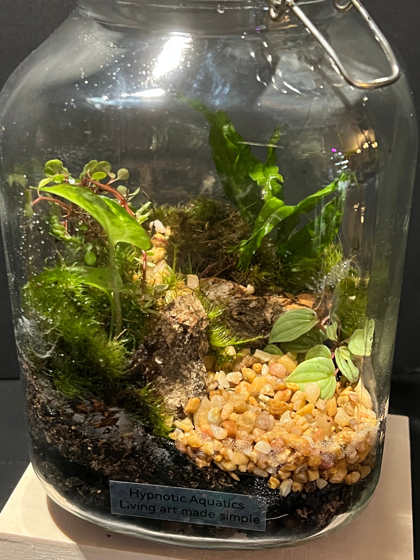 Terrarium 242