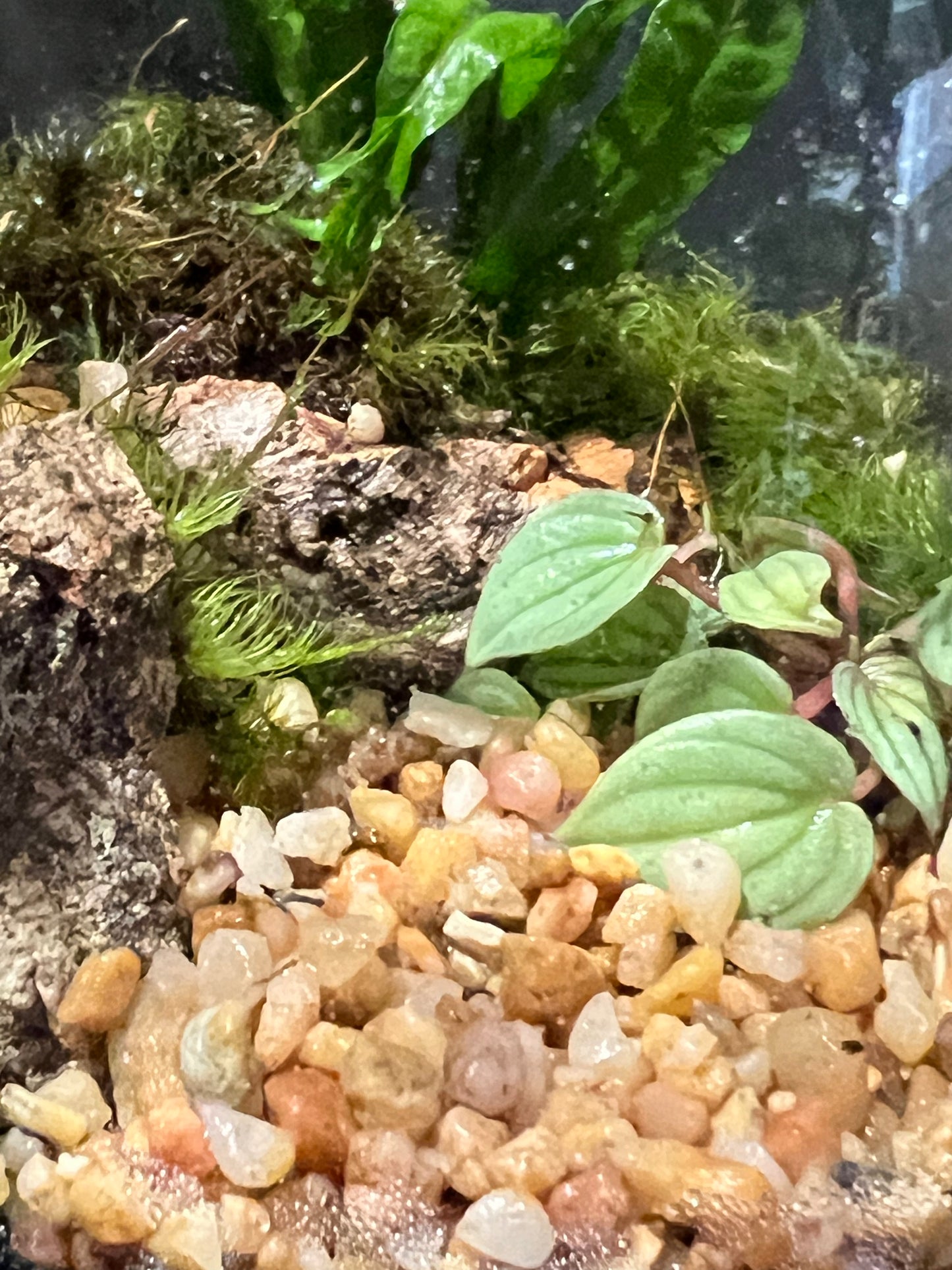 Terrarium 242