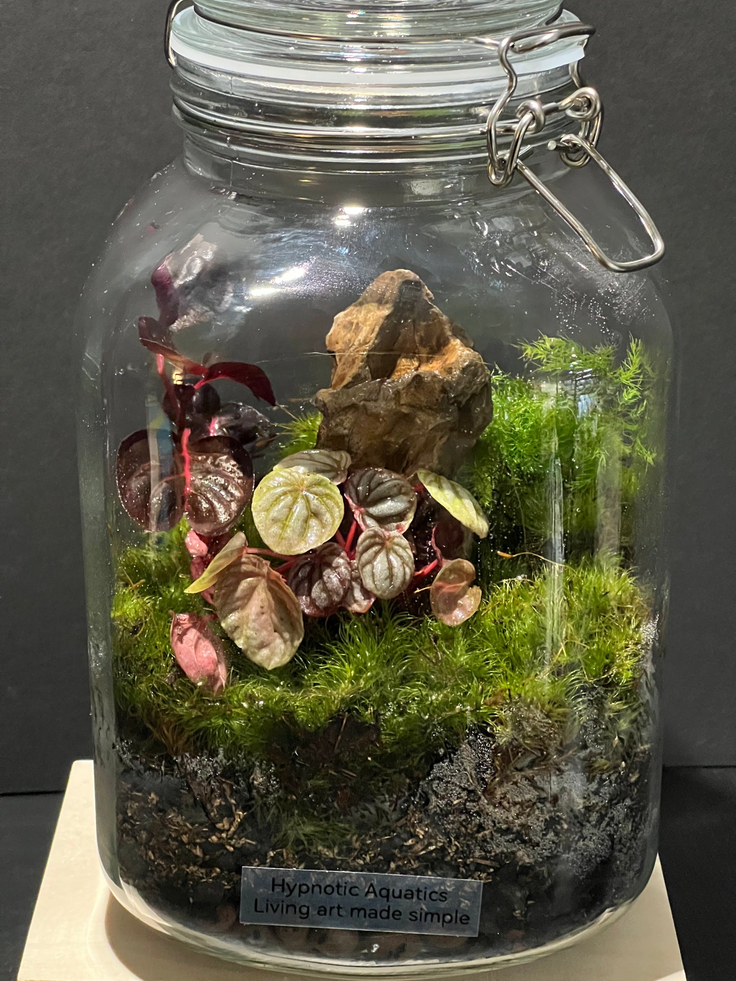 Terrarium 244