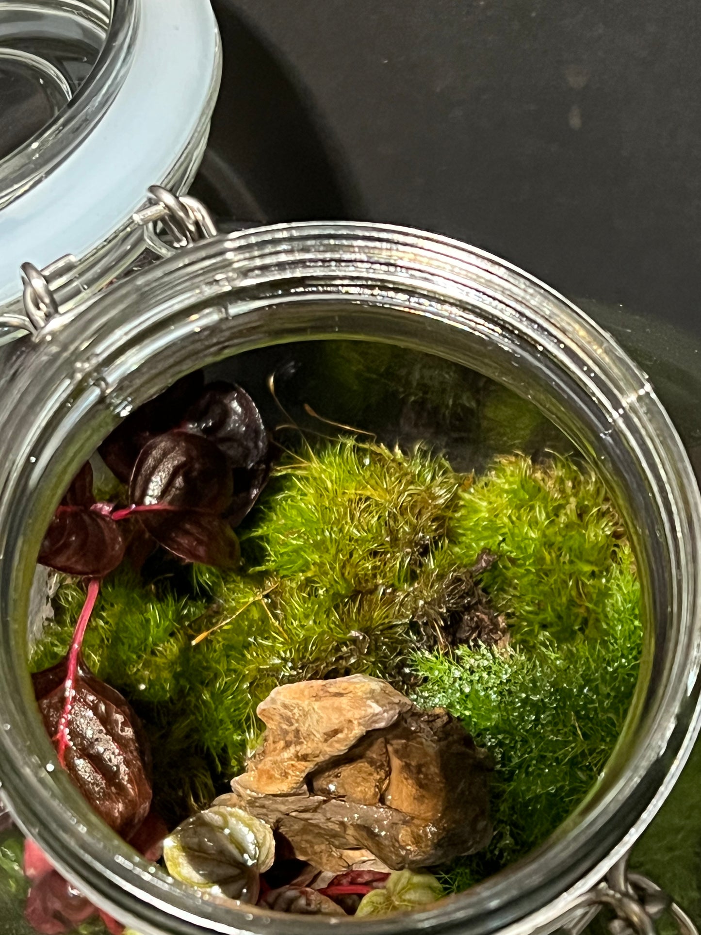Terrarium 244