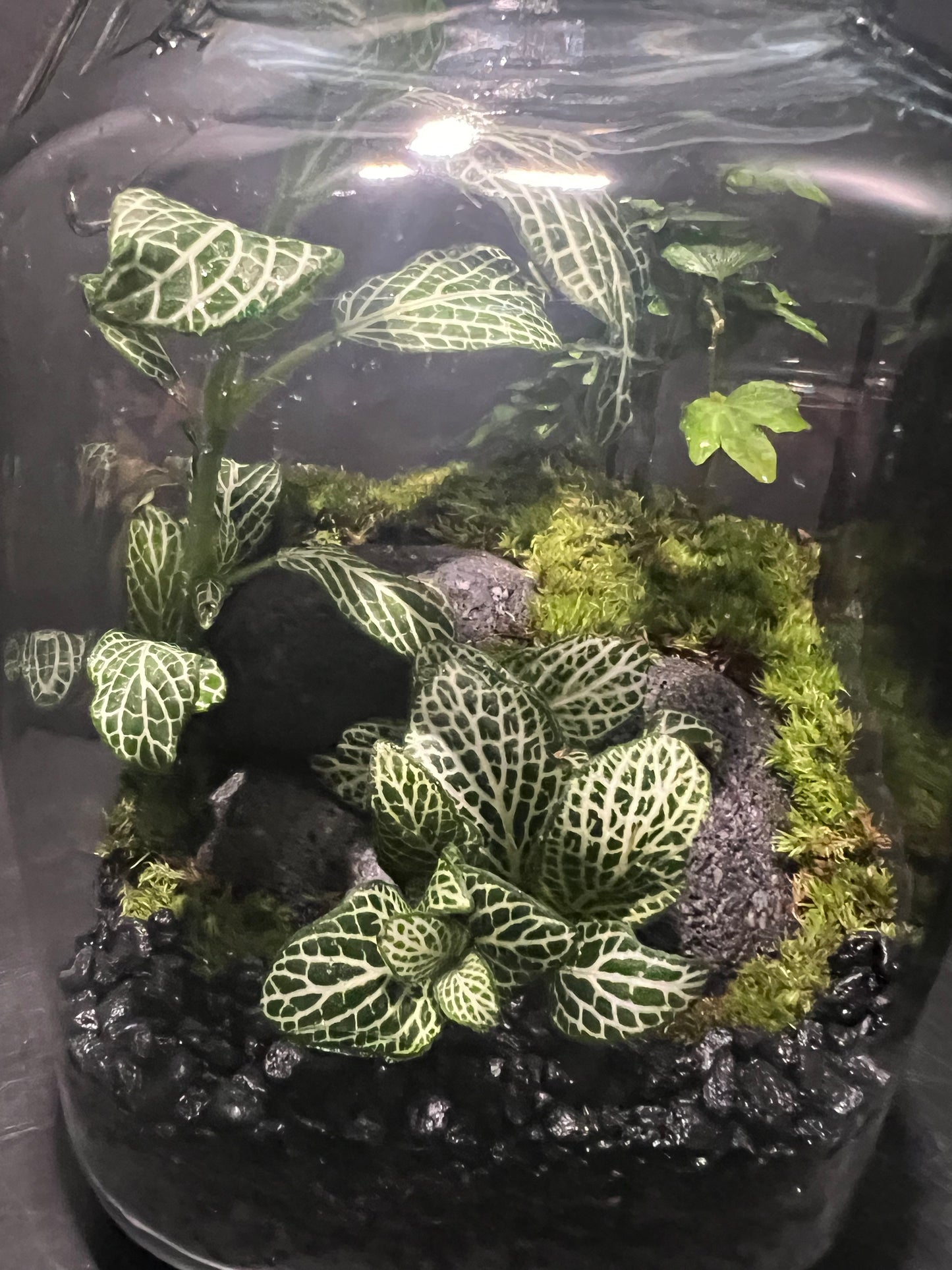 Terrarium 240