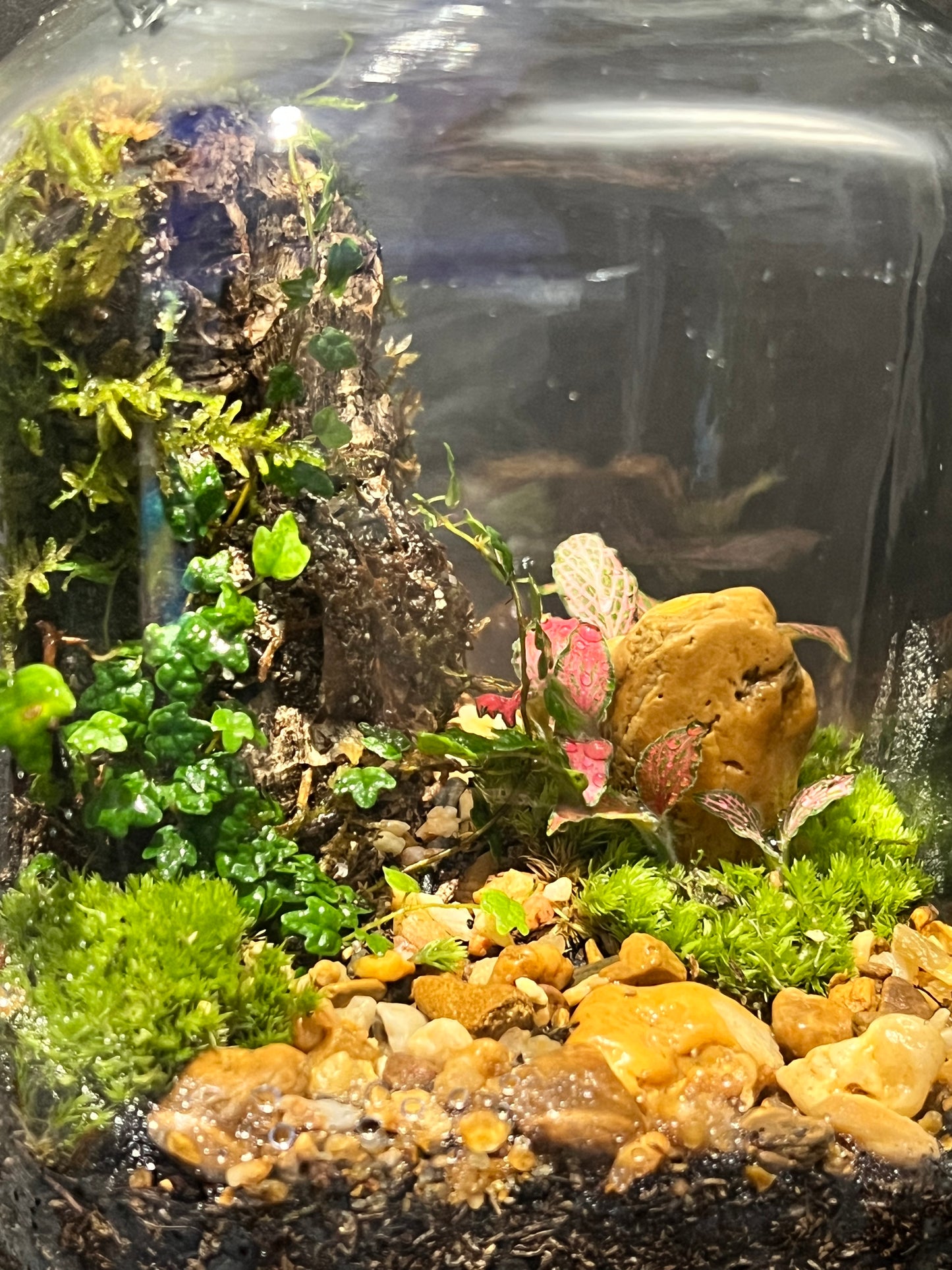 Terrarium 243