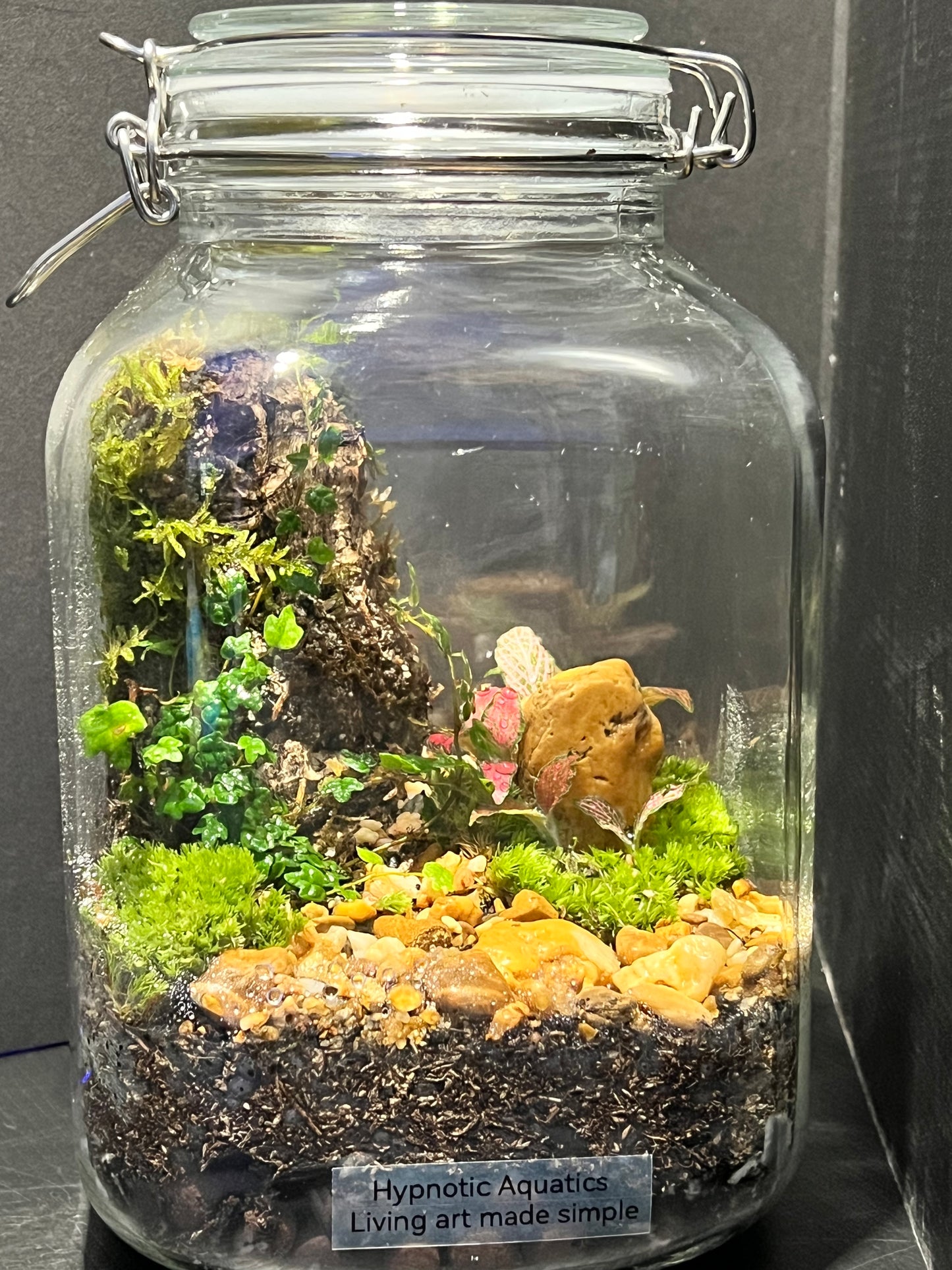 Terrarium 243