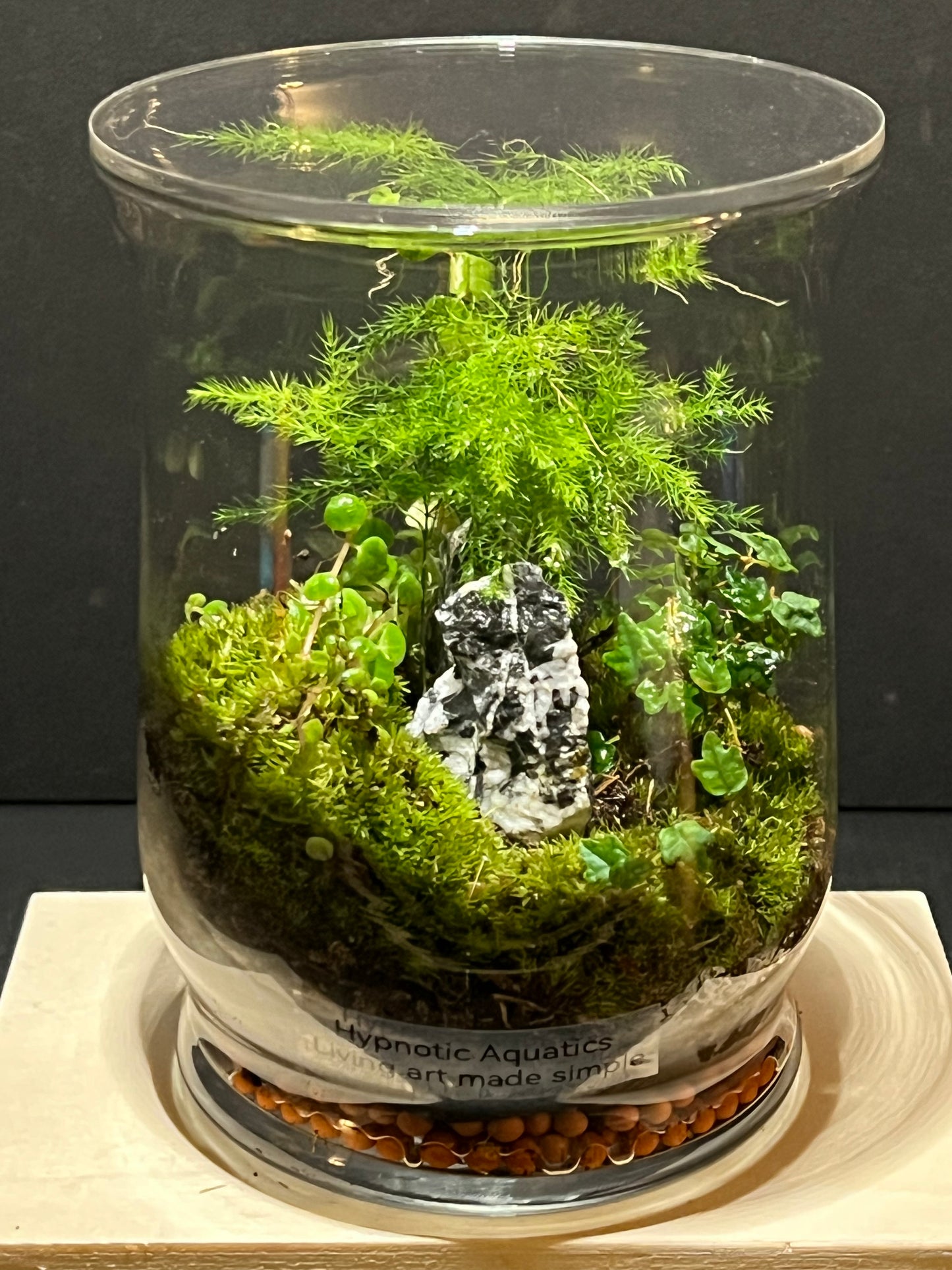 Terrarium 245