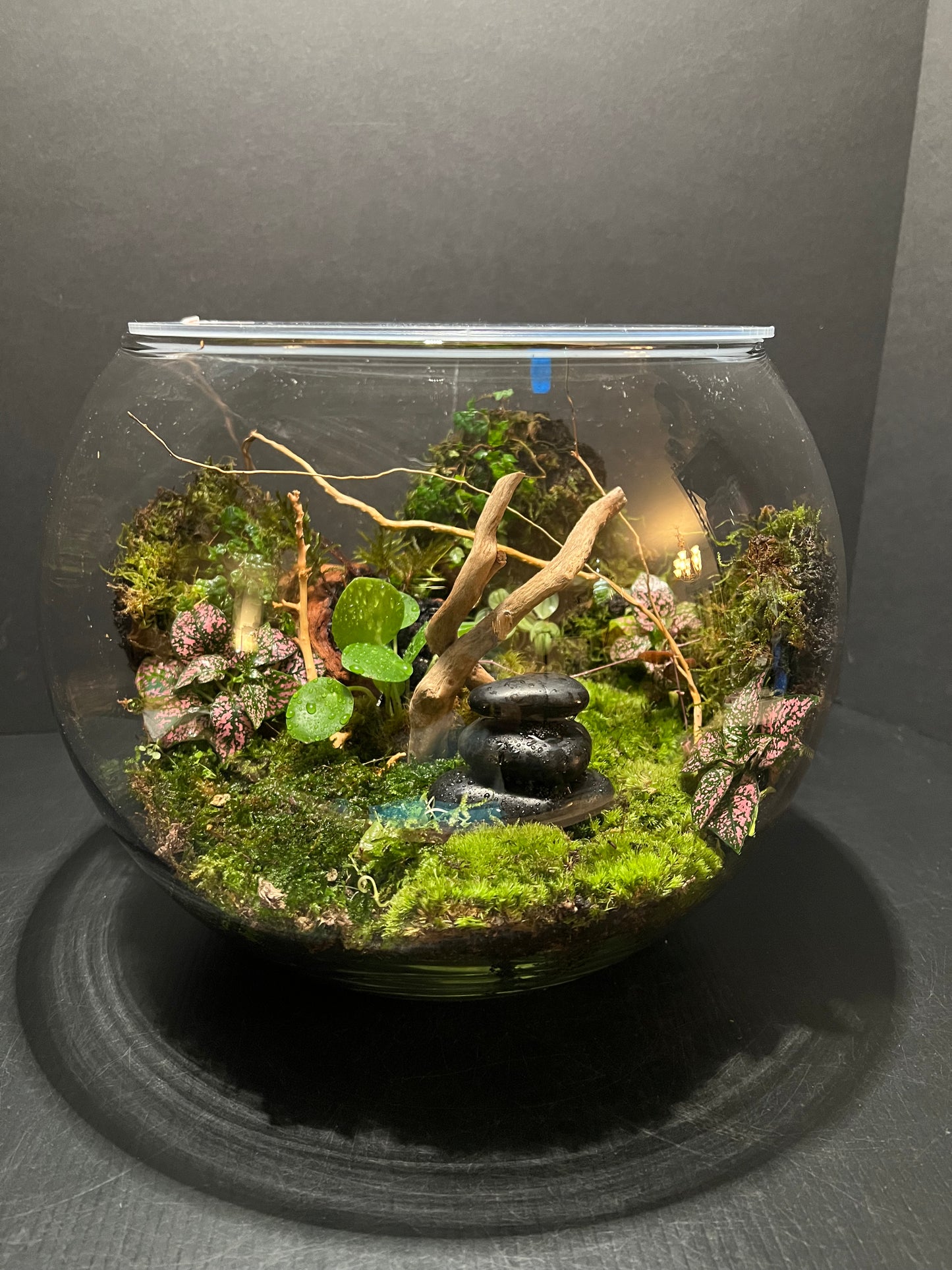 Terrarium 254