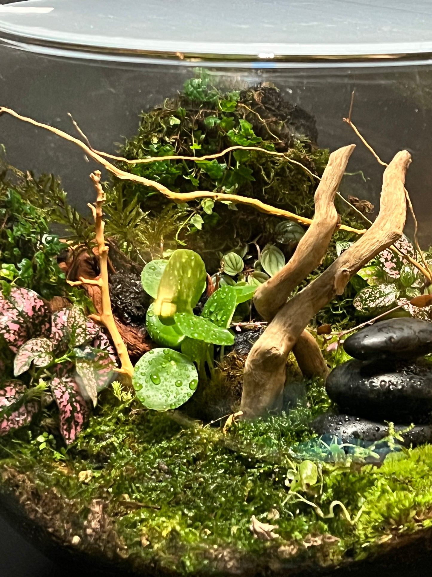 Terrarium 254