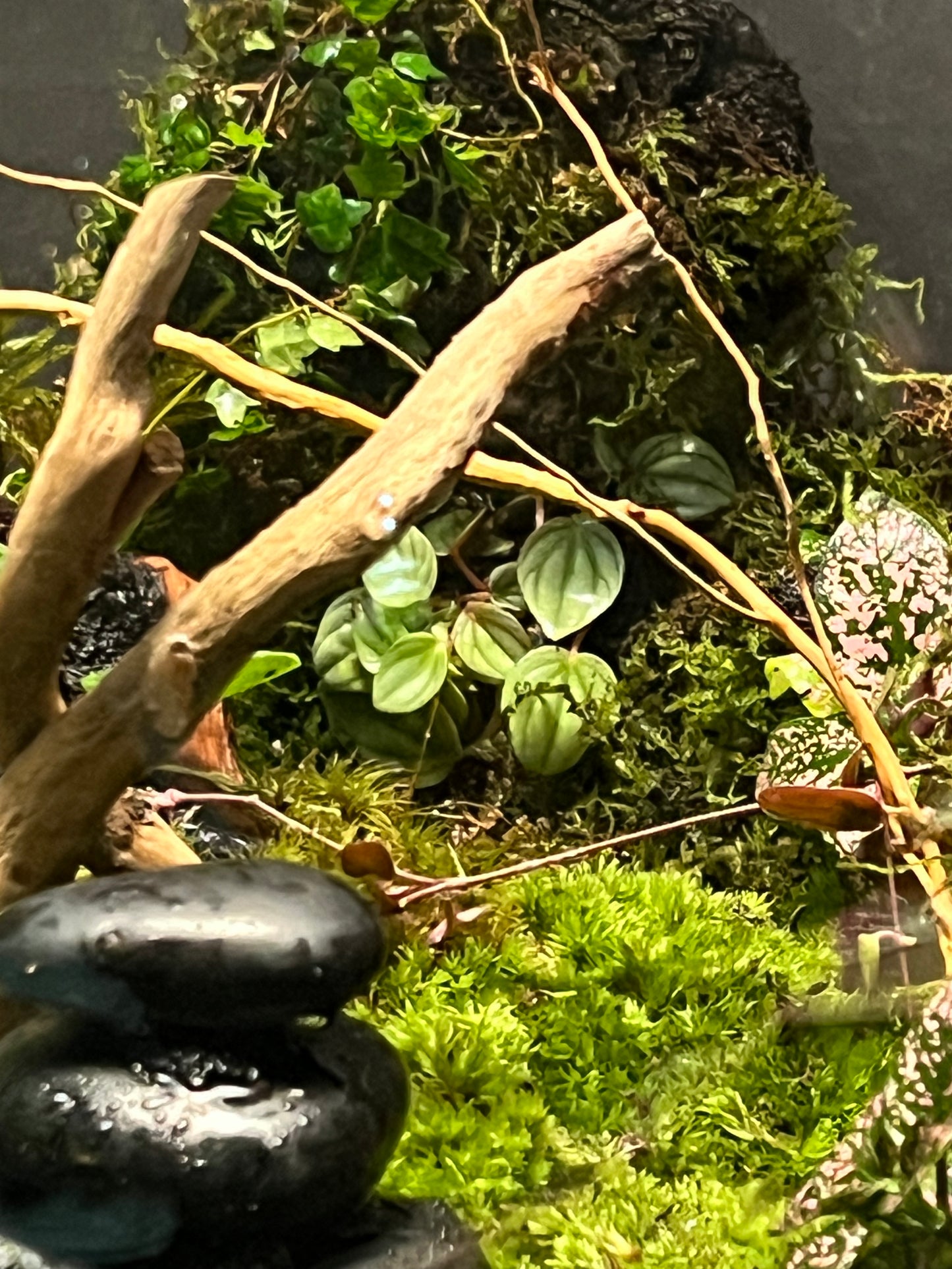 Terrarium 254