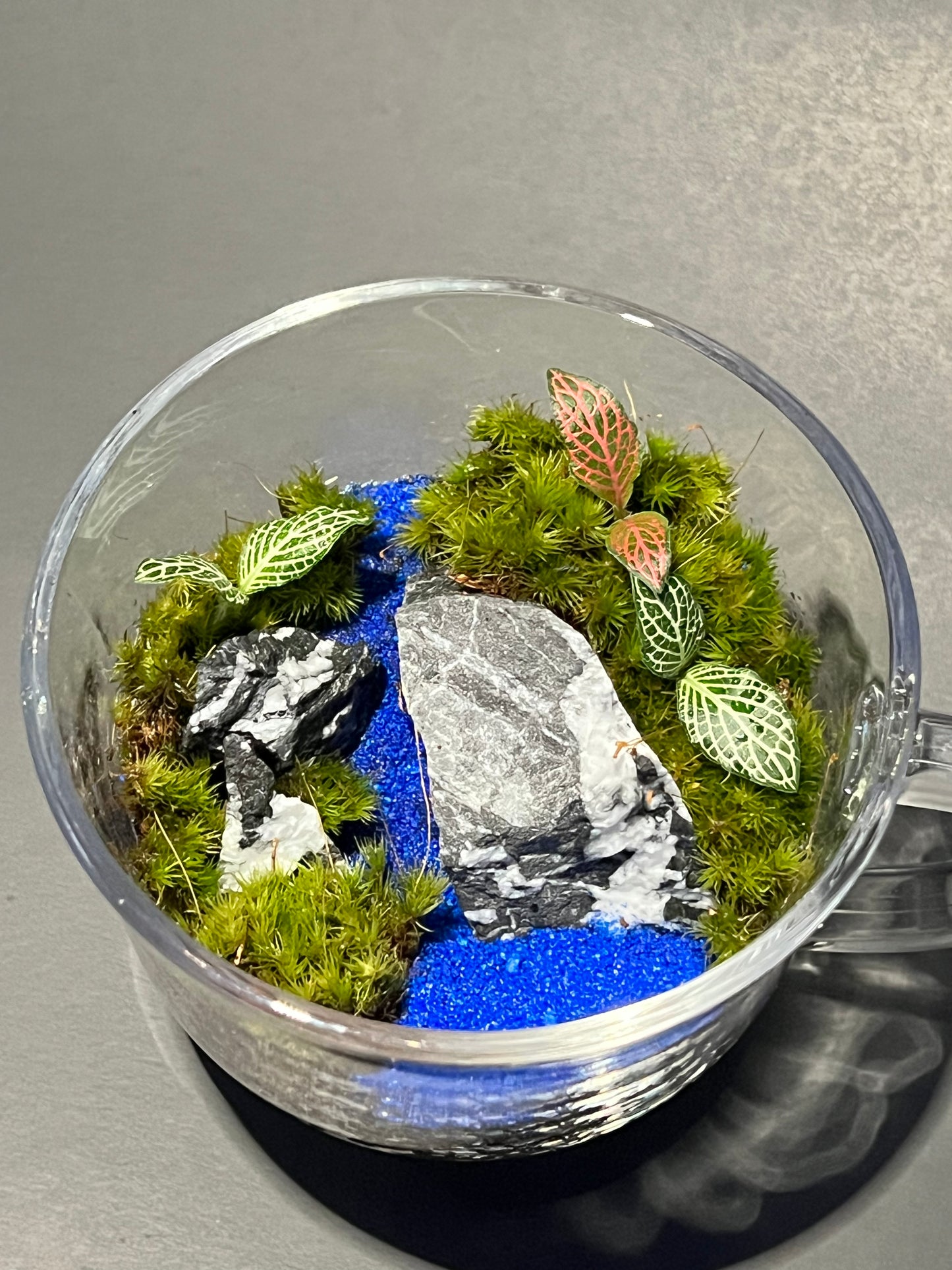 Terrarium 250