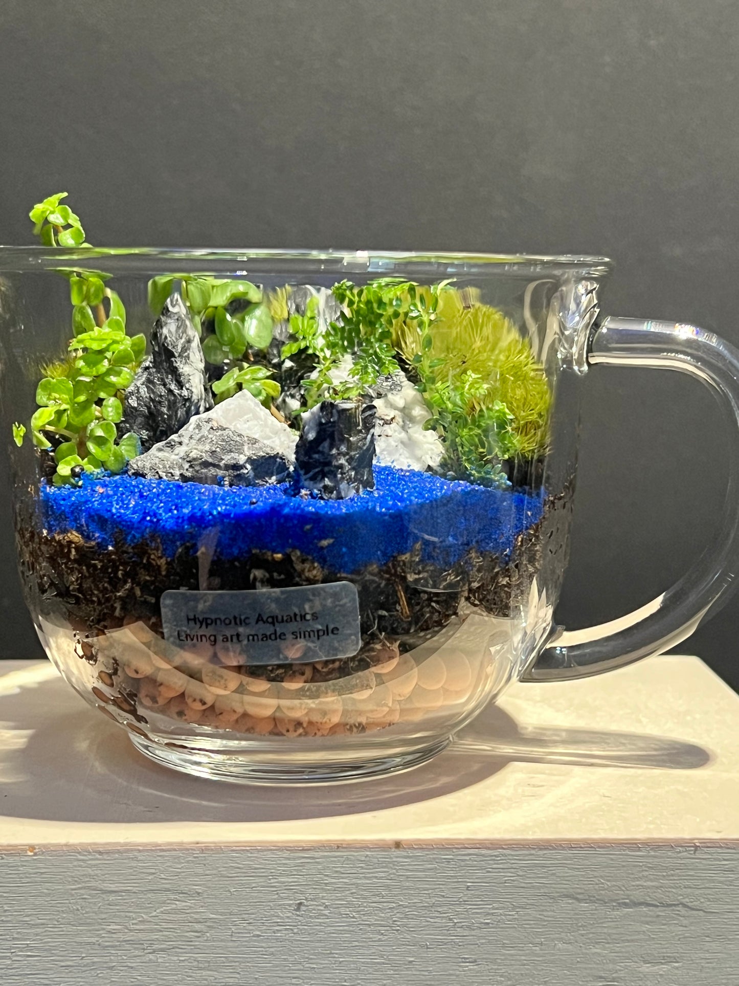 Terrarium 257