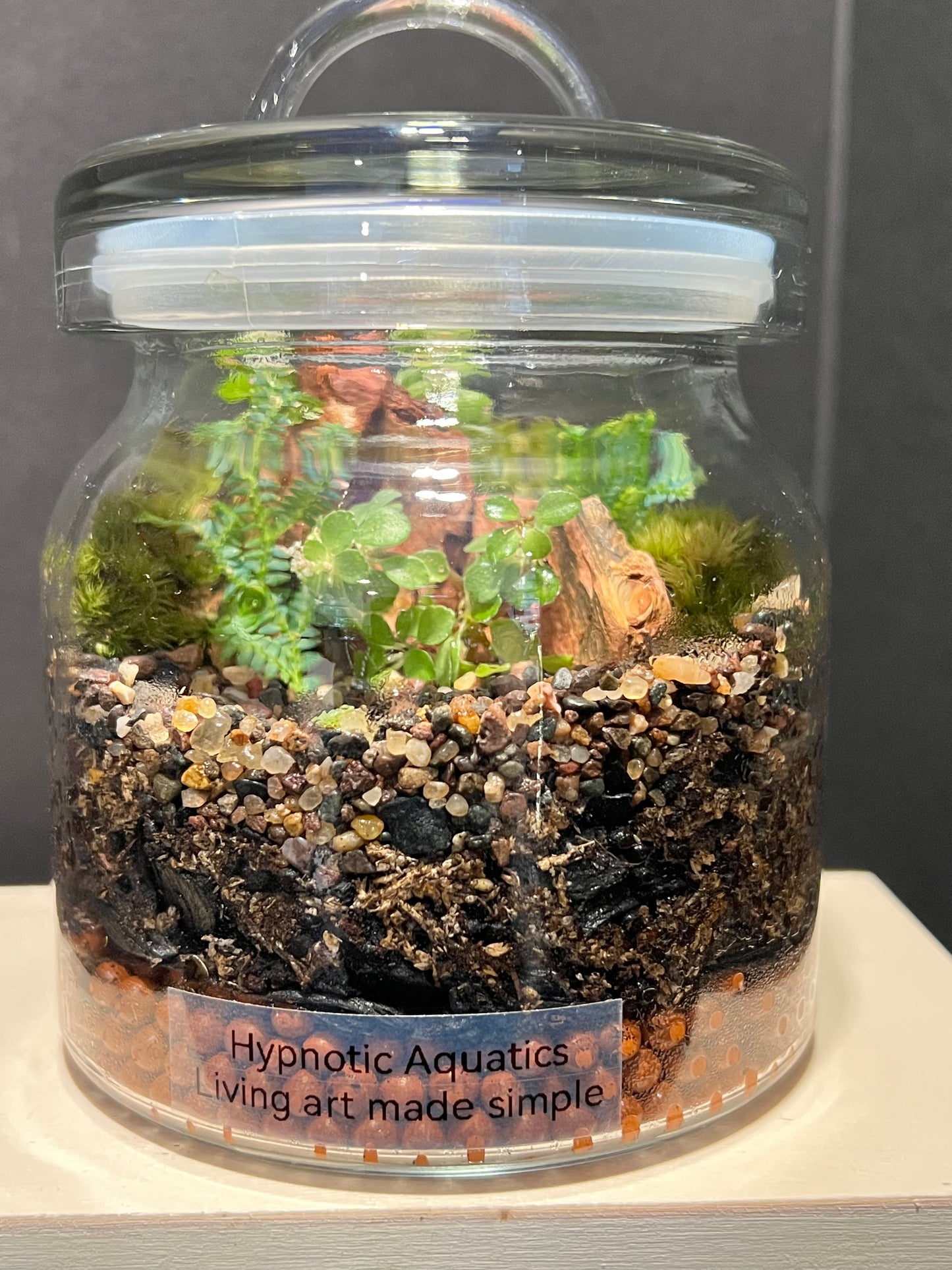 Terrarium 253