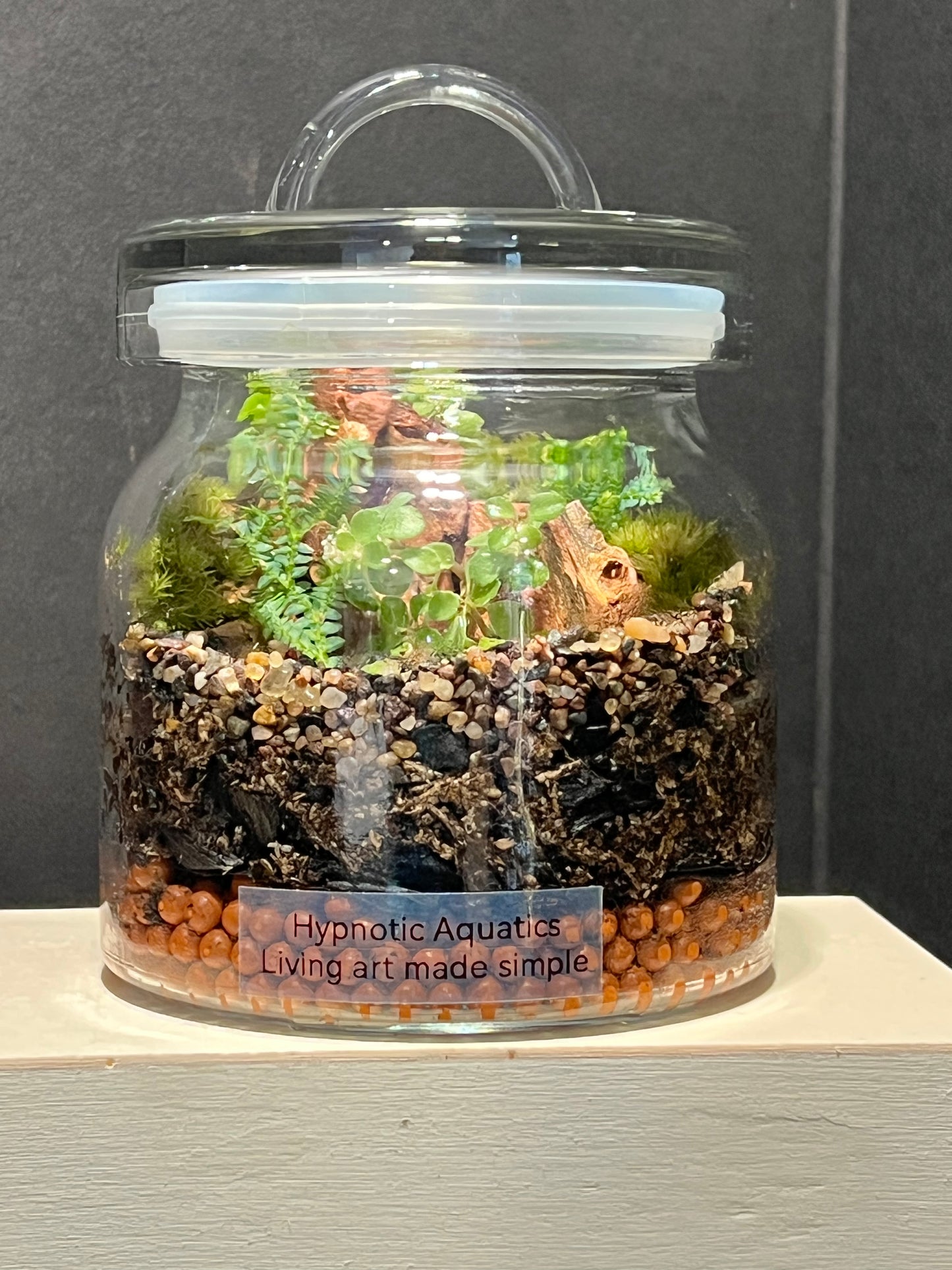 Terrarium 253