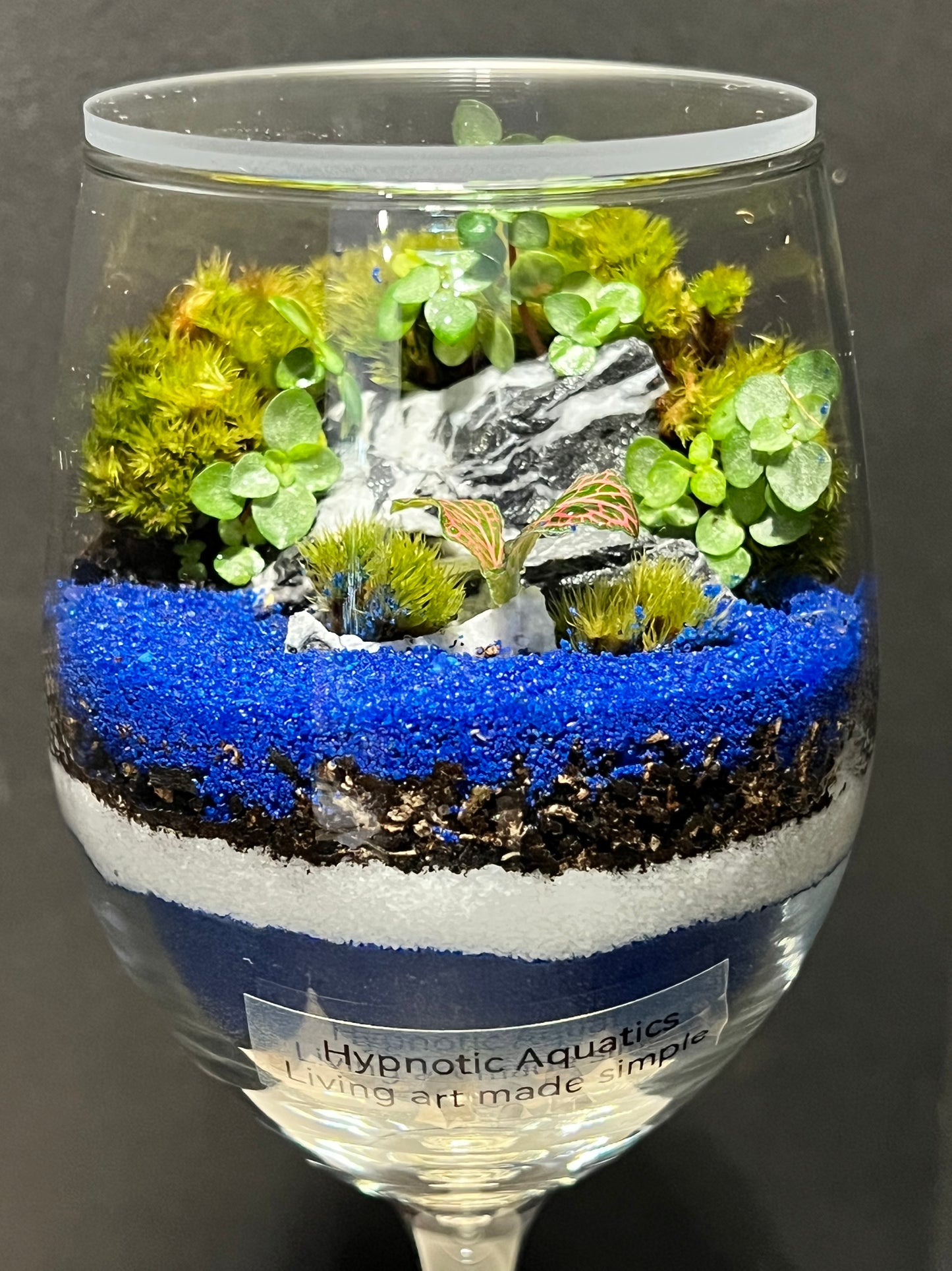 Terrarium 258