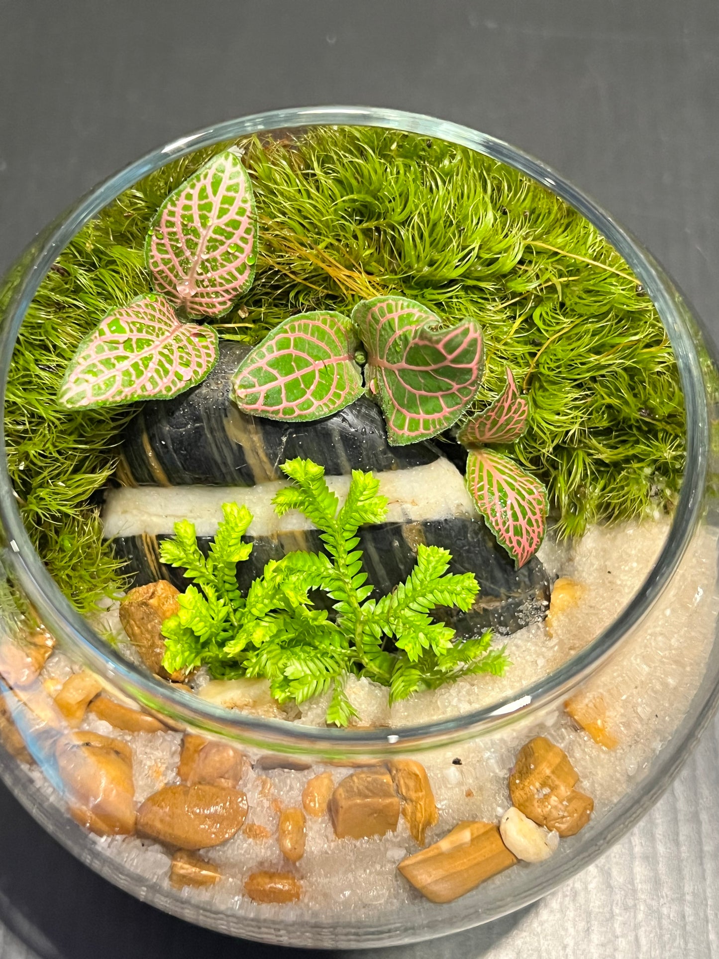 Terrarium 260