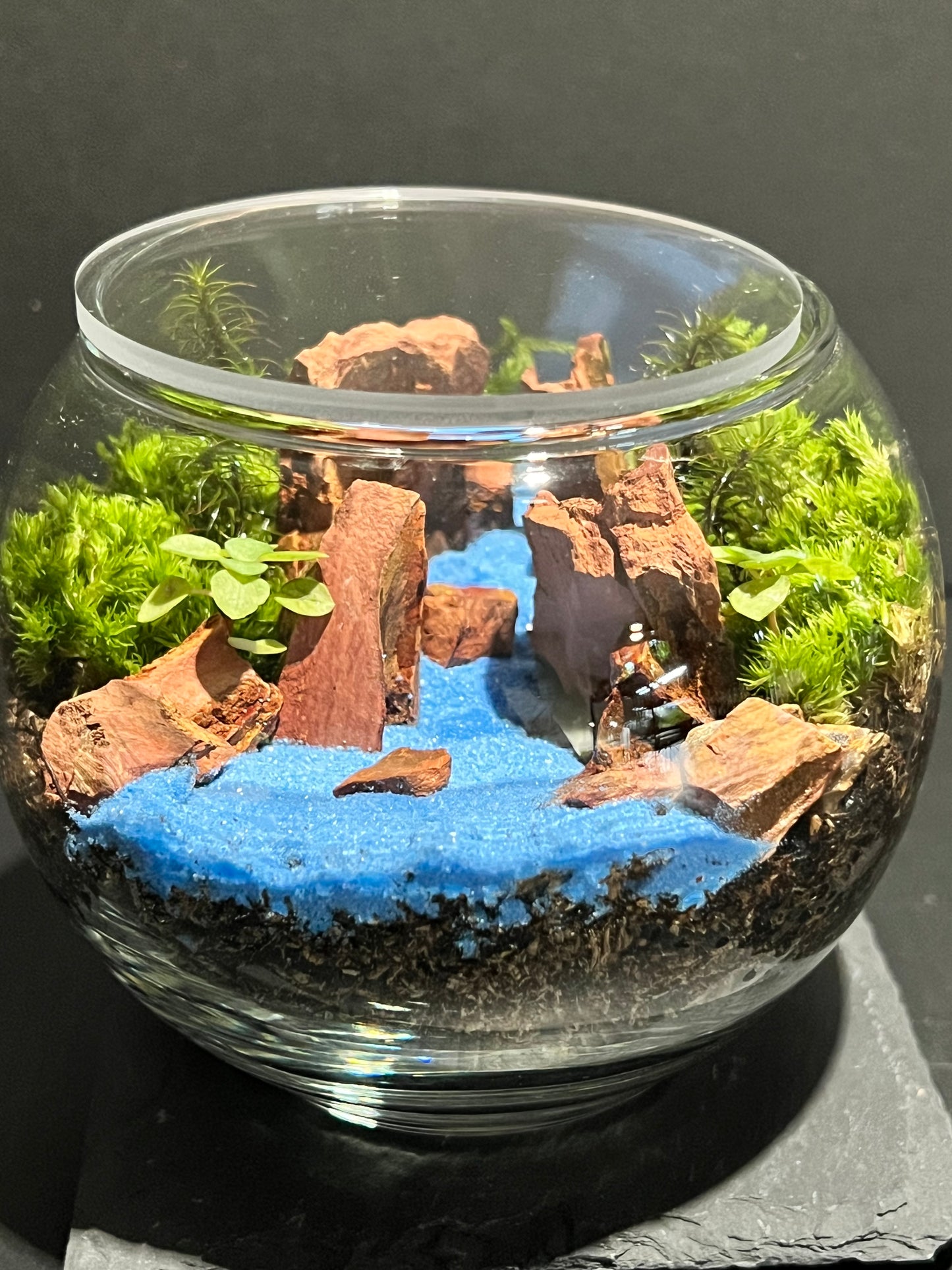 Terrarium 262