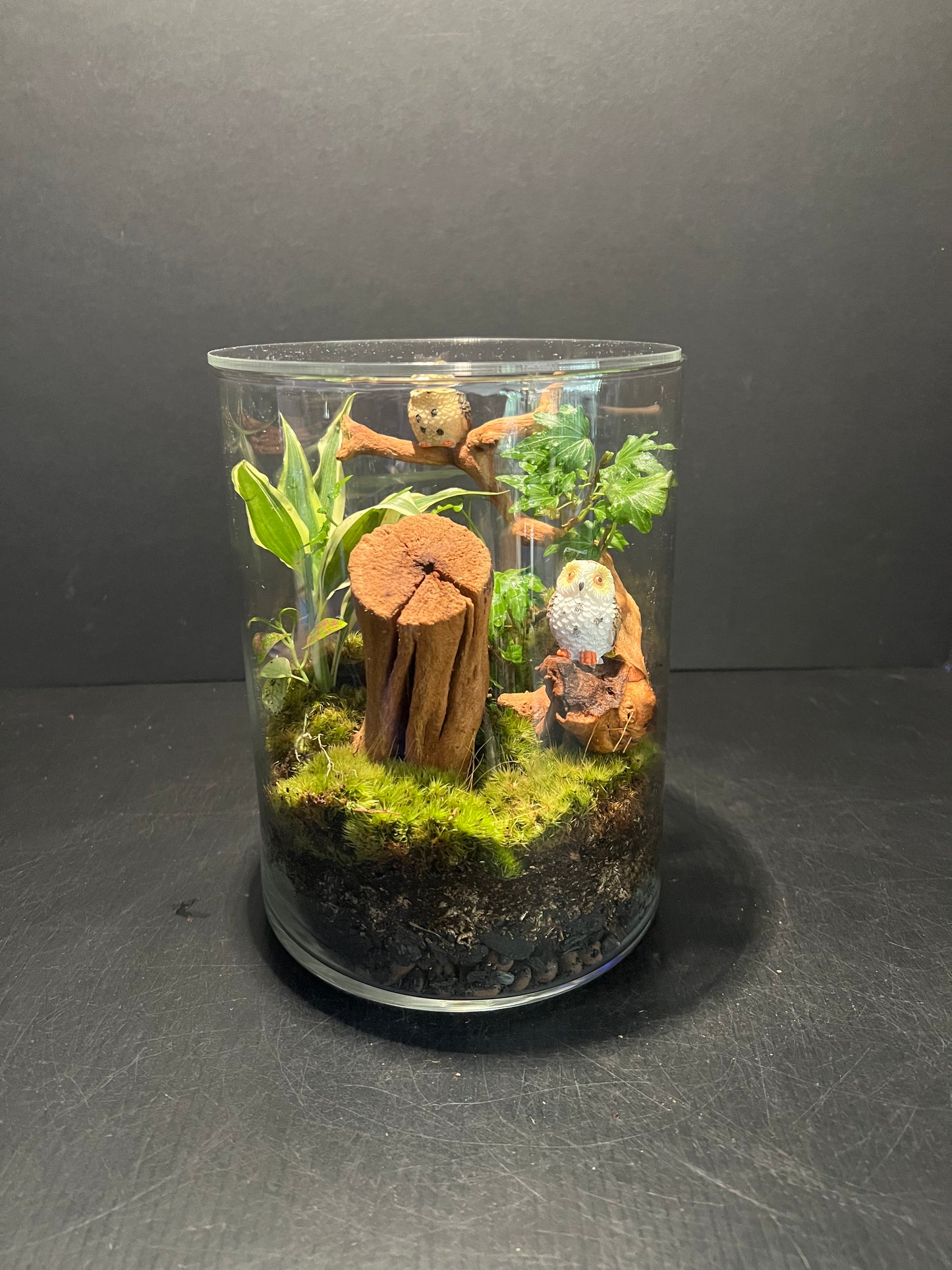 Terrarium 266
