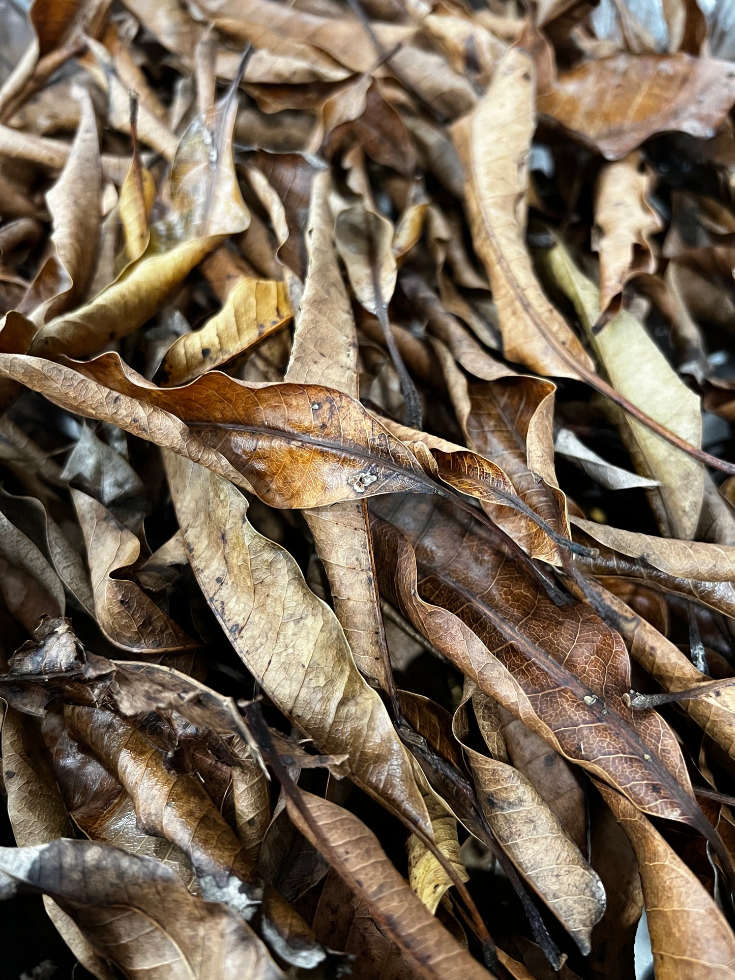 Critter Litter- Mango Leaf 1 oz
