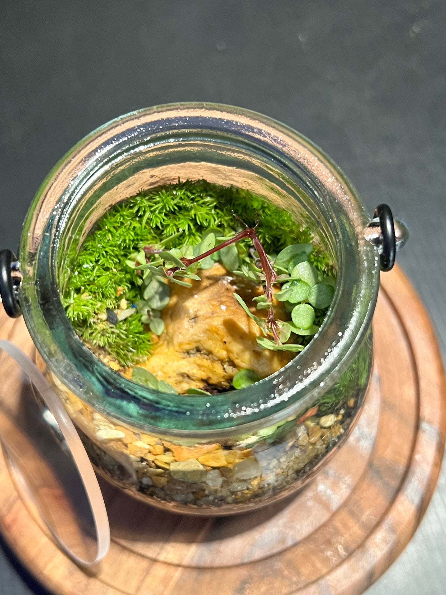 Terrarium 269