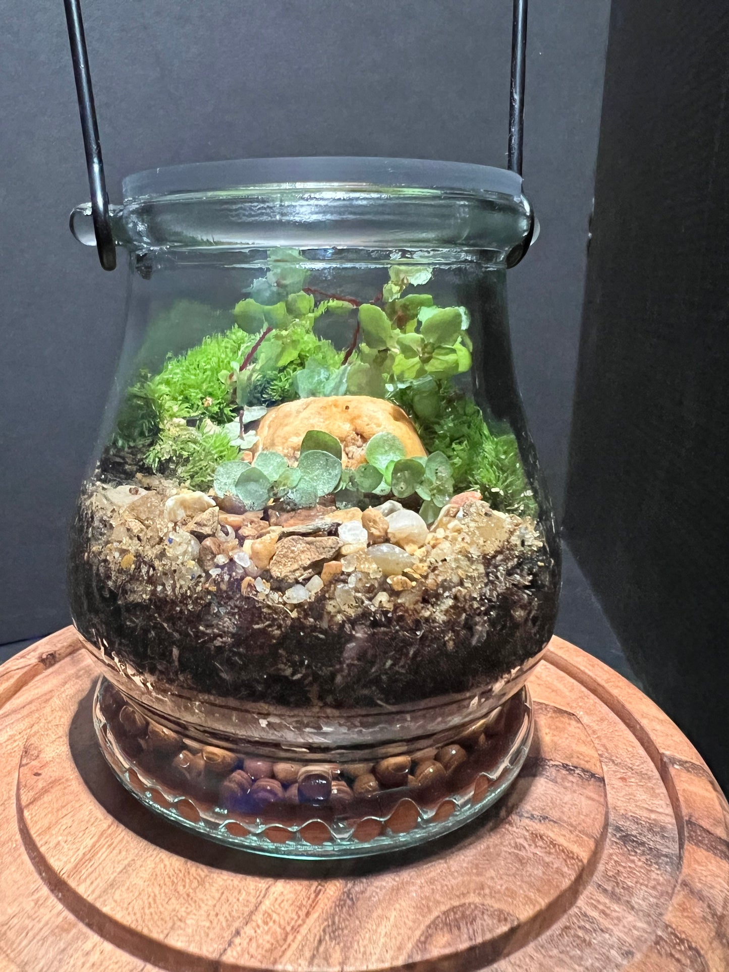 Terrarium 269