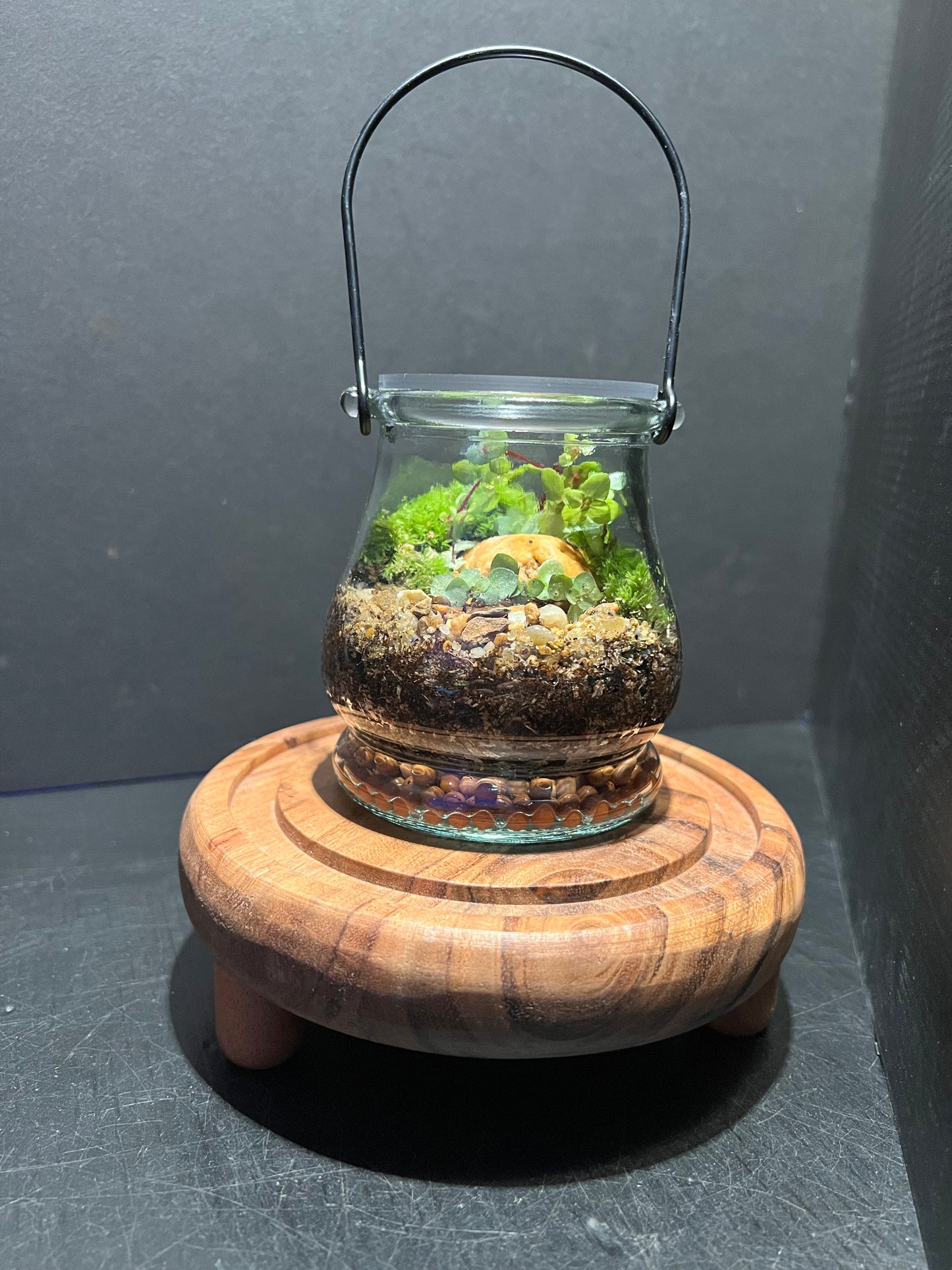 Terrarium 269