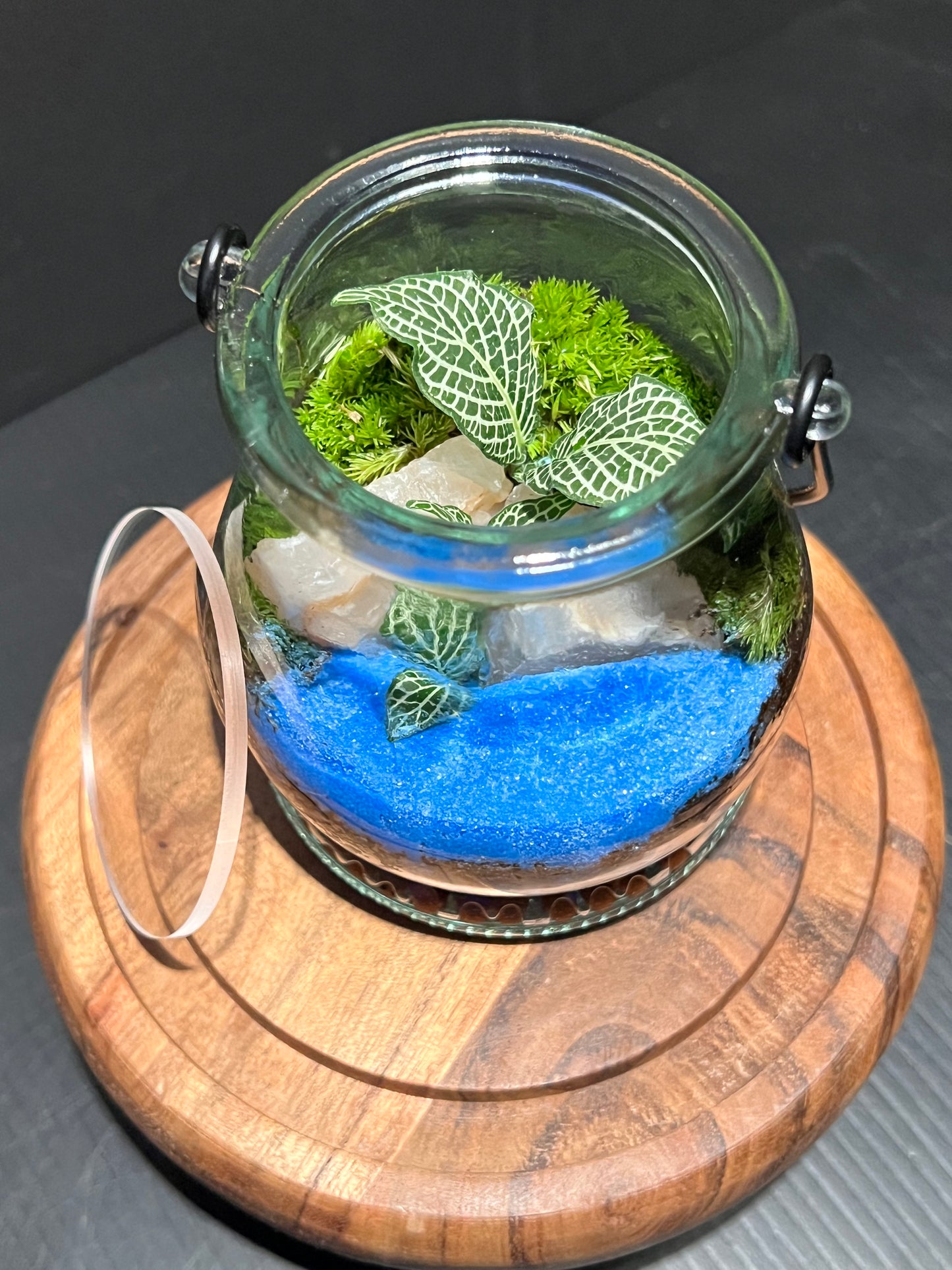 Terrarium 271