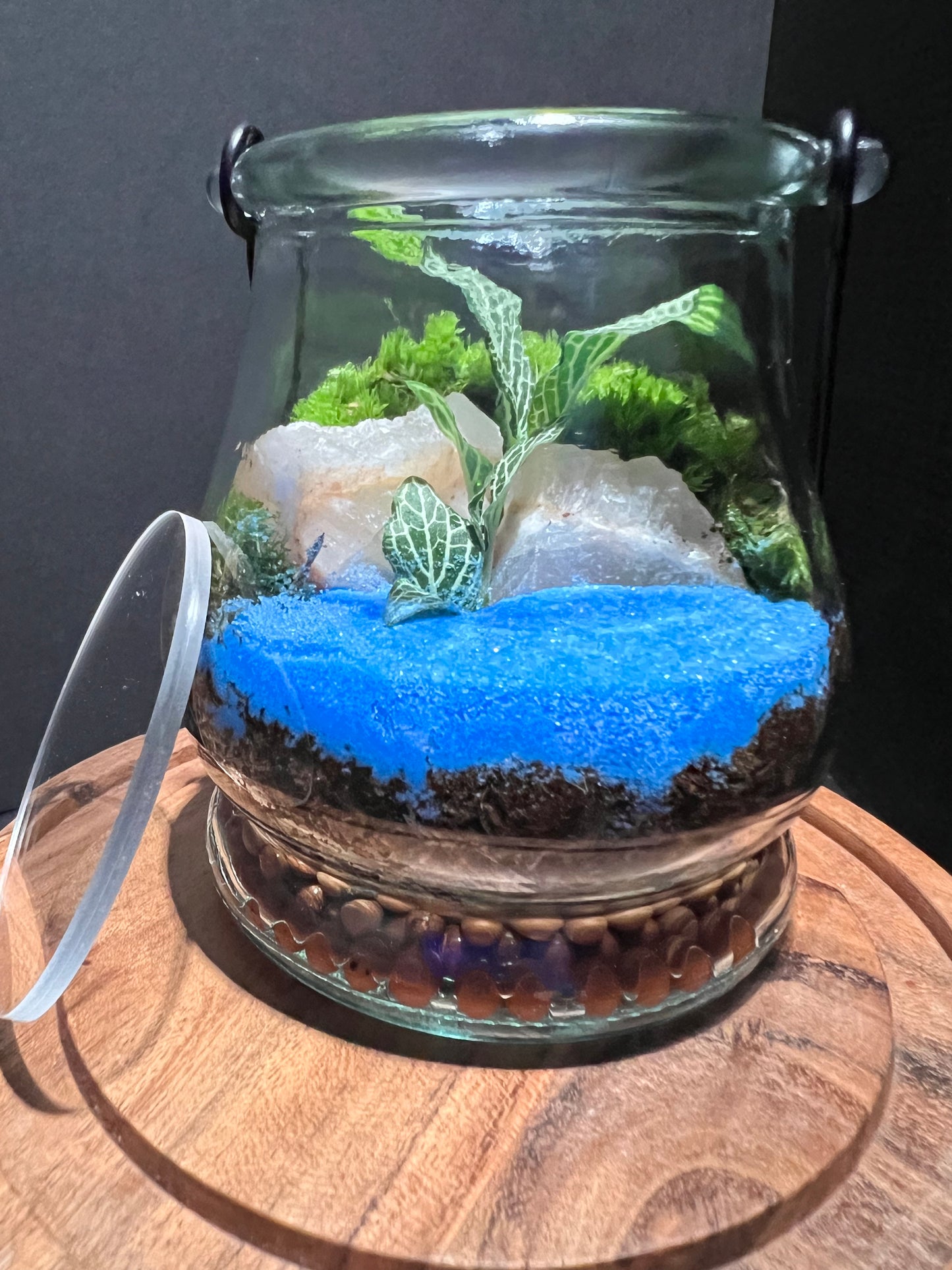 Terrarium 271