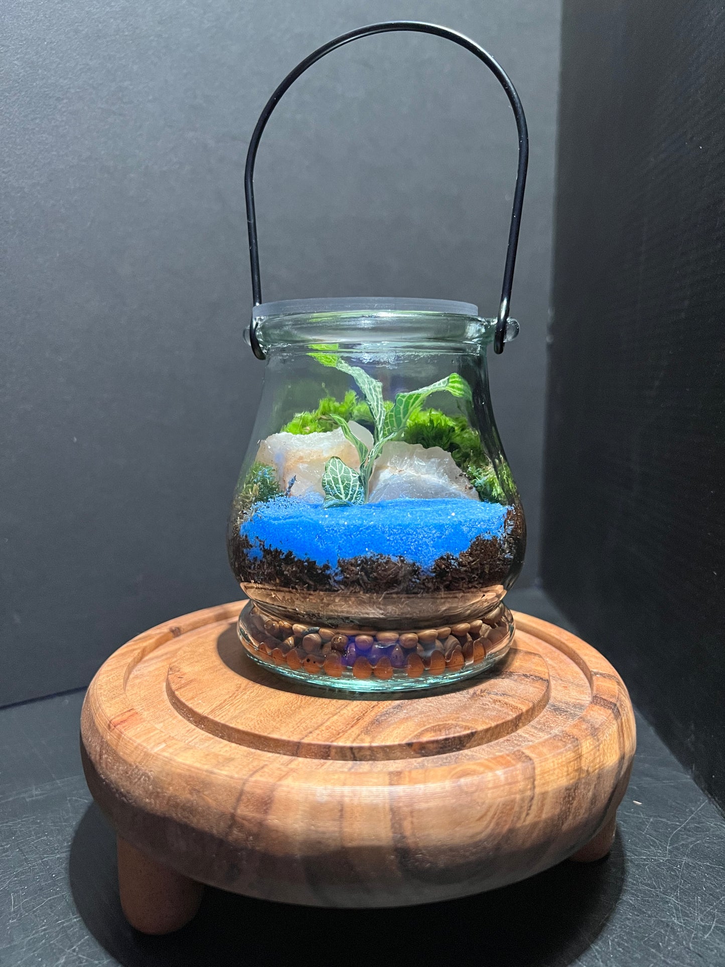 Terrarium 271