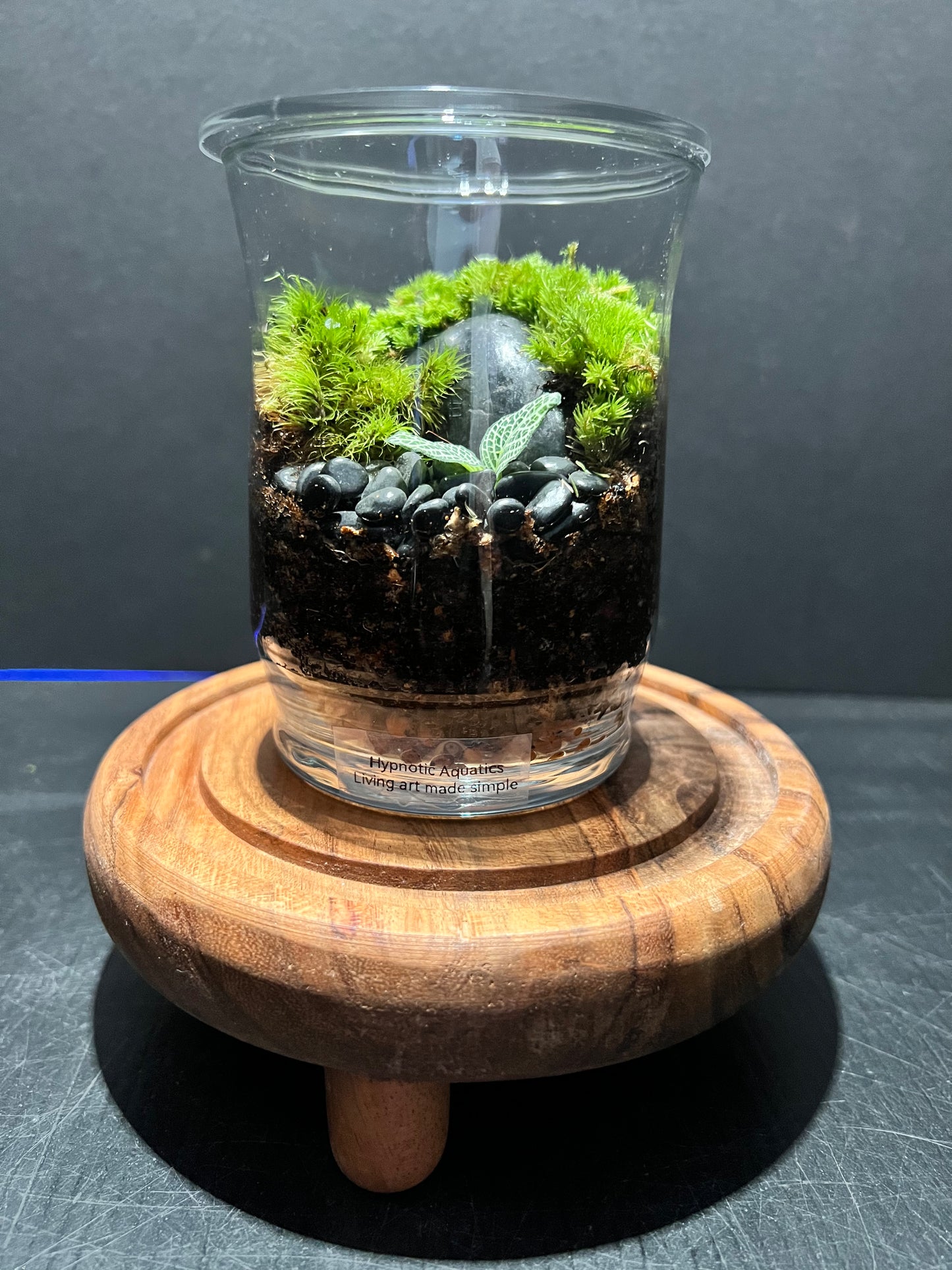 Terrarium 274