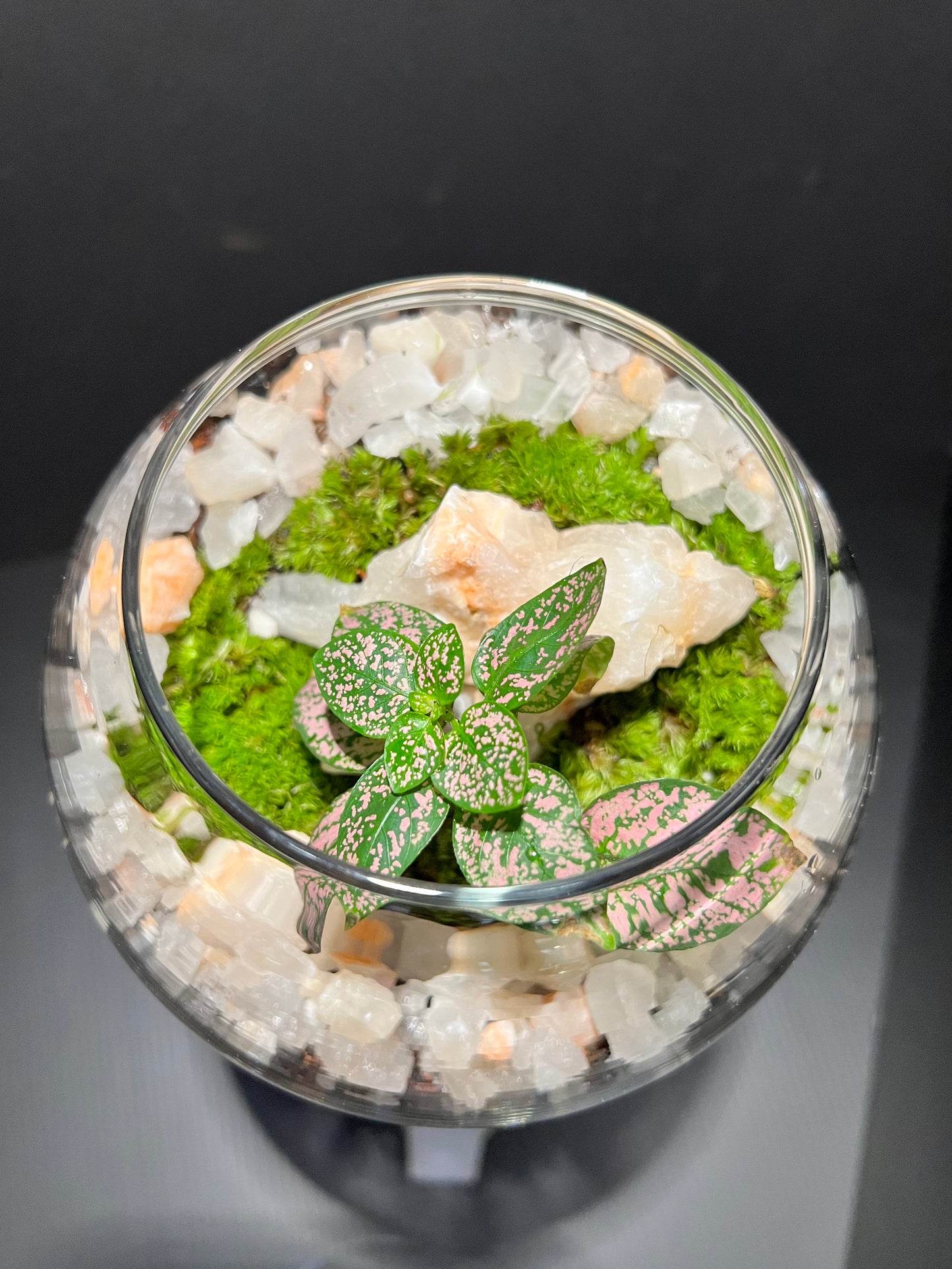 Terrarium 275