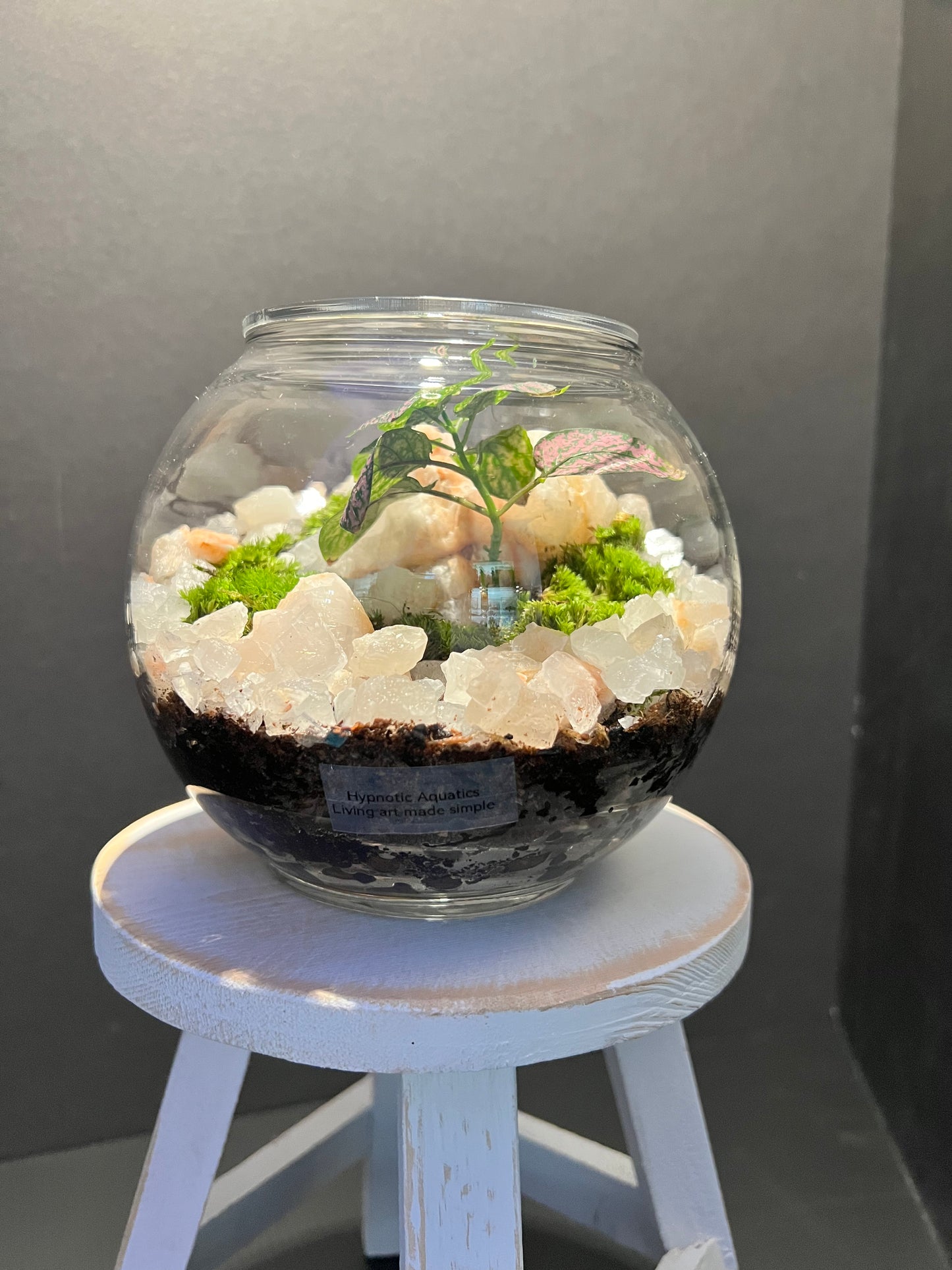 Terrarium 275