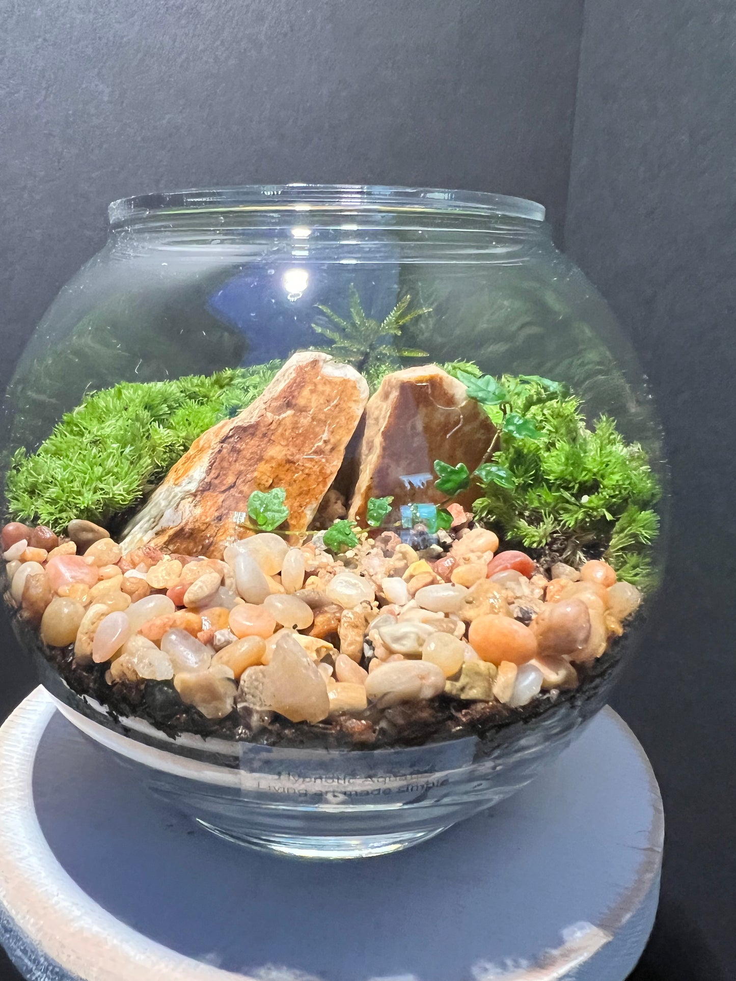 Terrarium 276