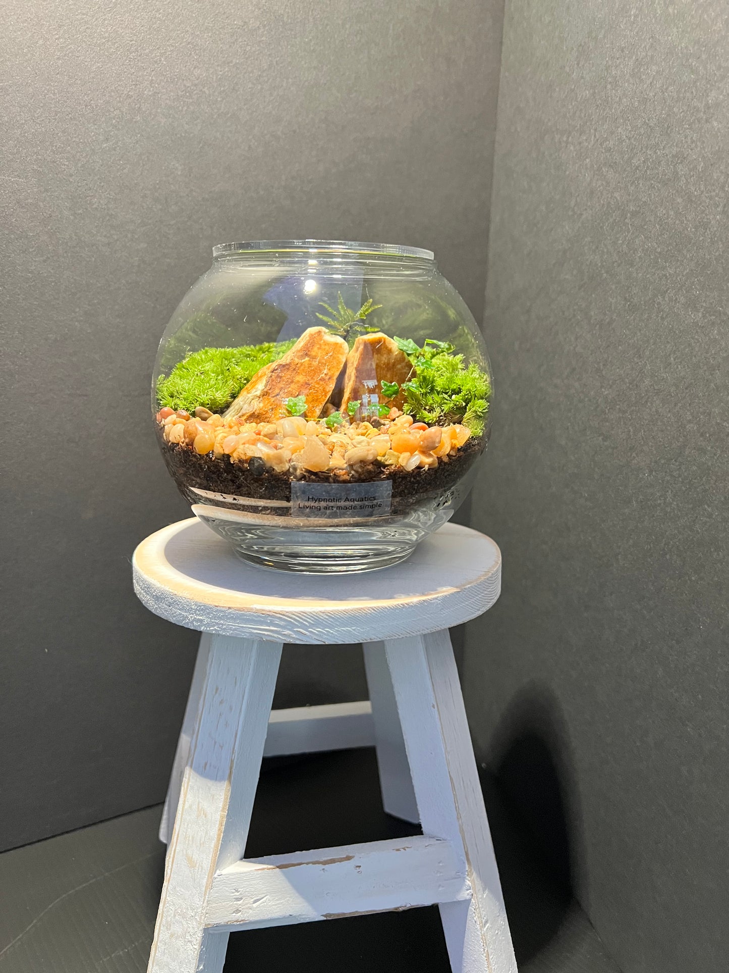 Terrarium 276