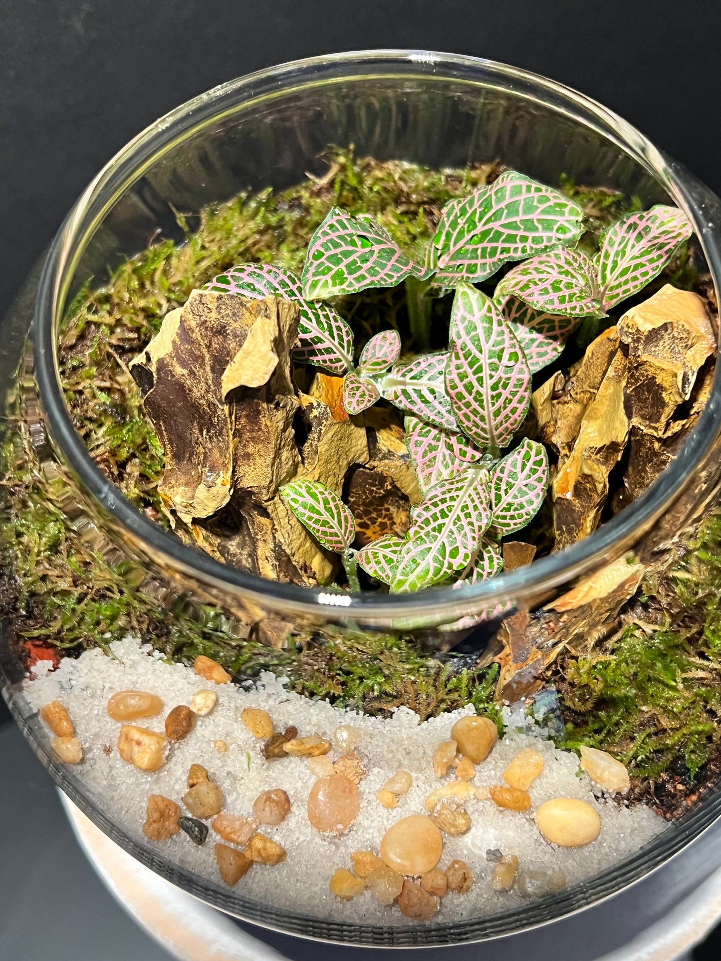 Terrarium 277