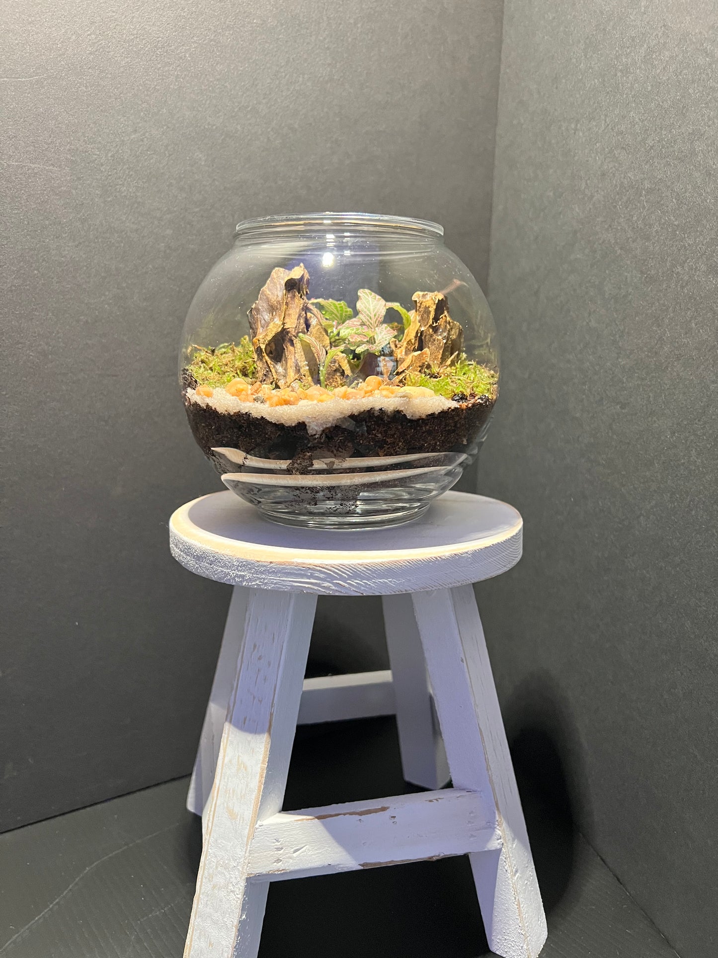 Terrarium 277