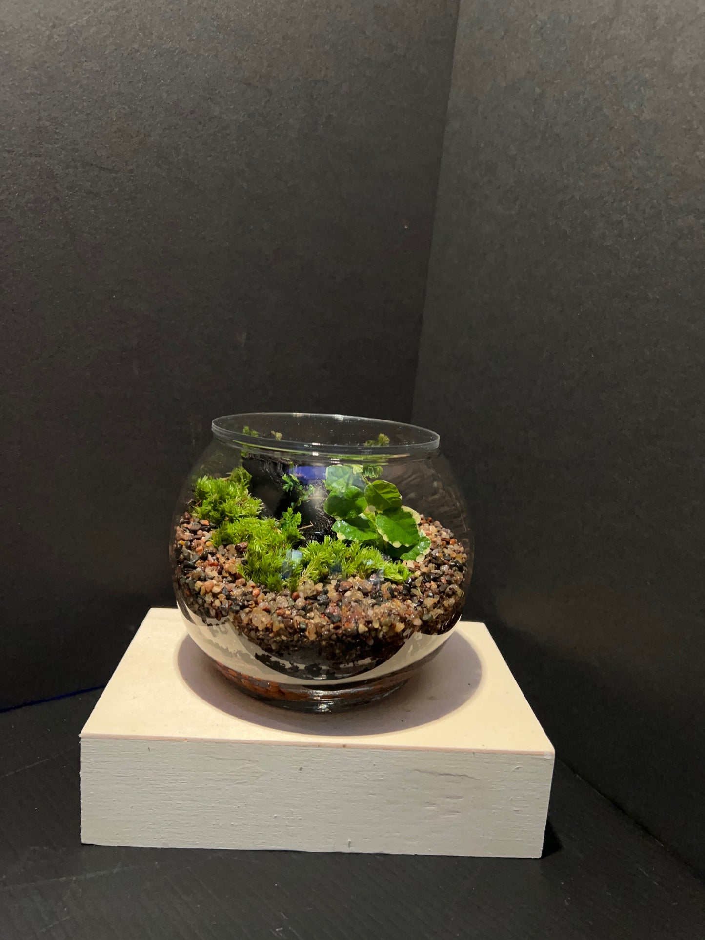 Terrarium 278