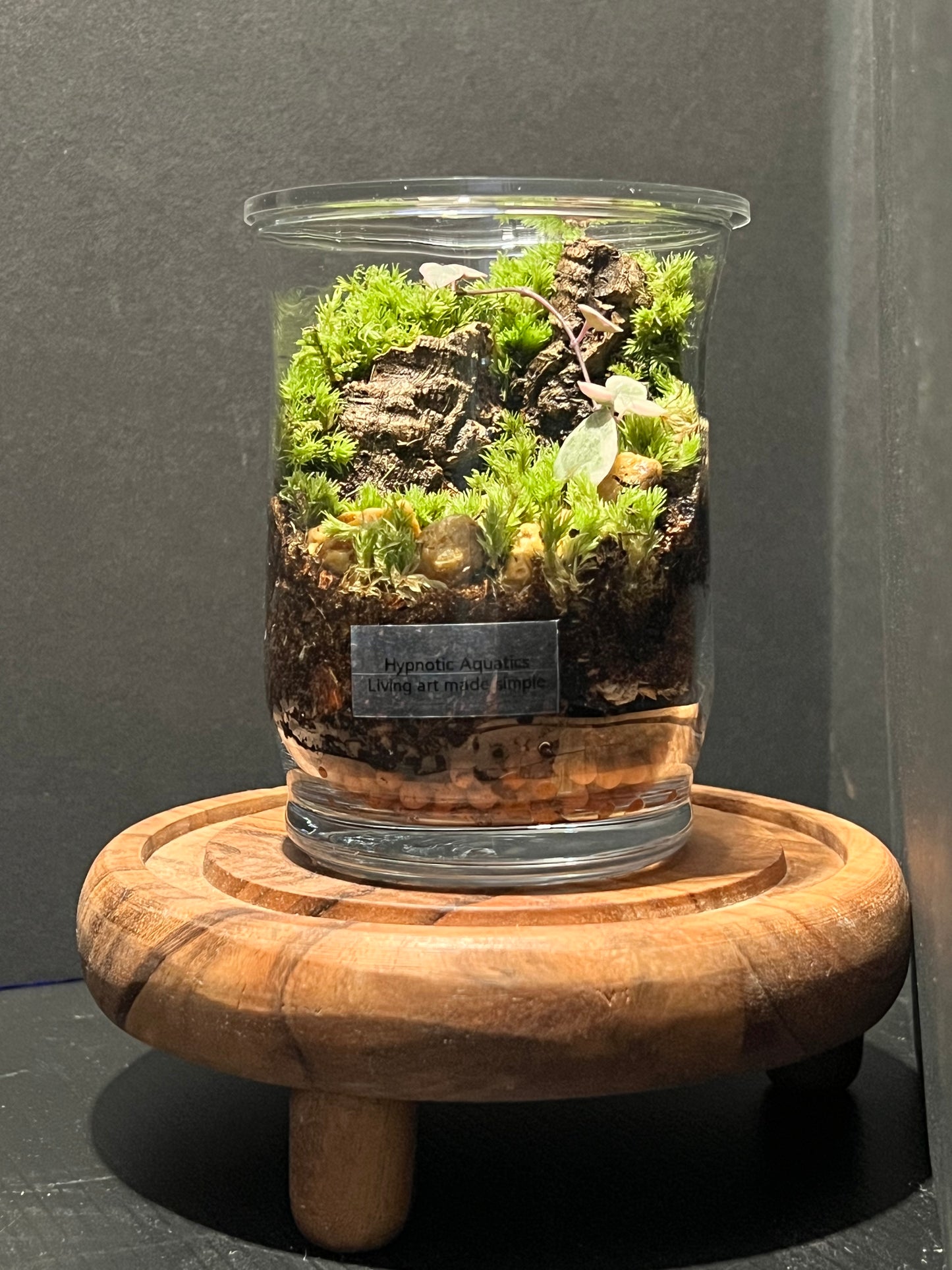 Terrarium 280