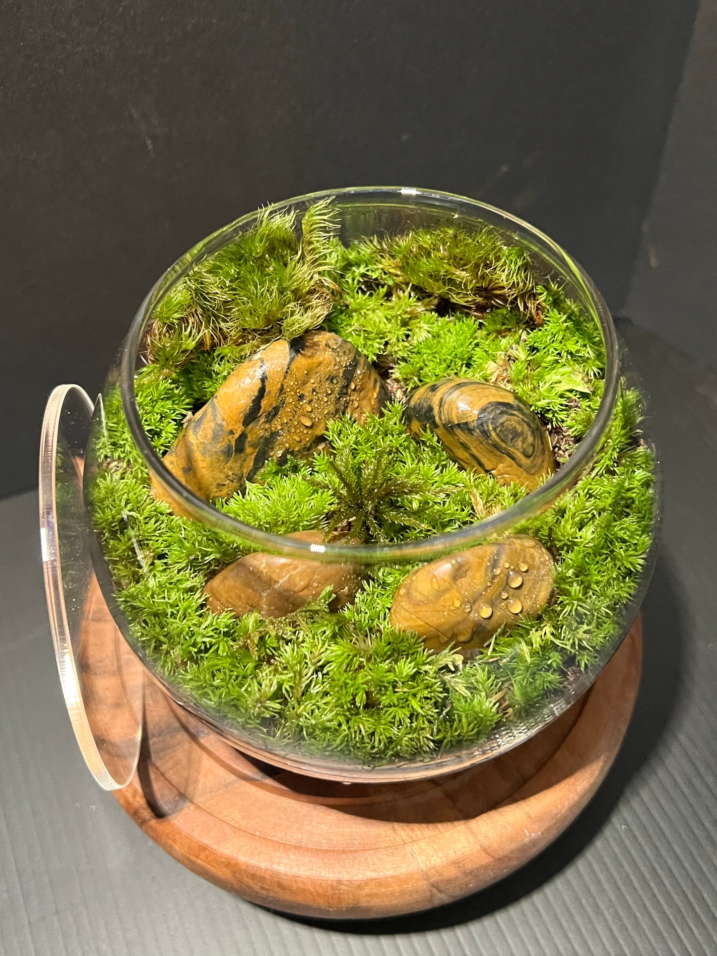 Terrarium 281
