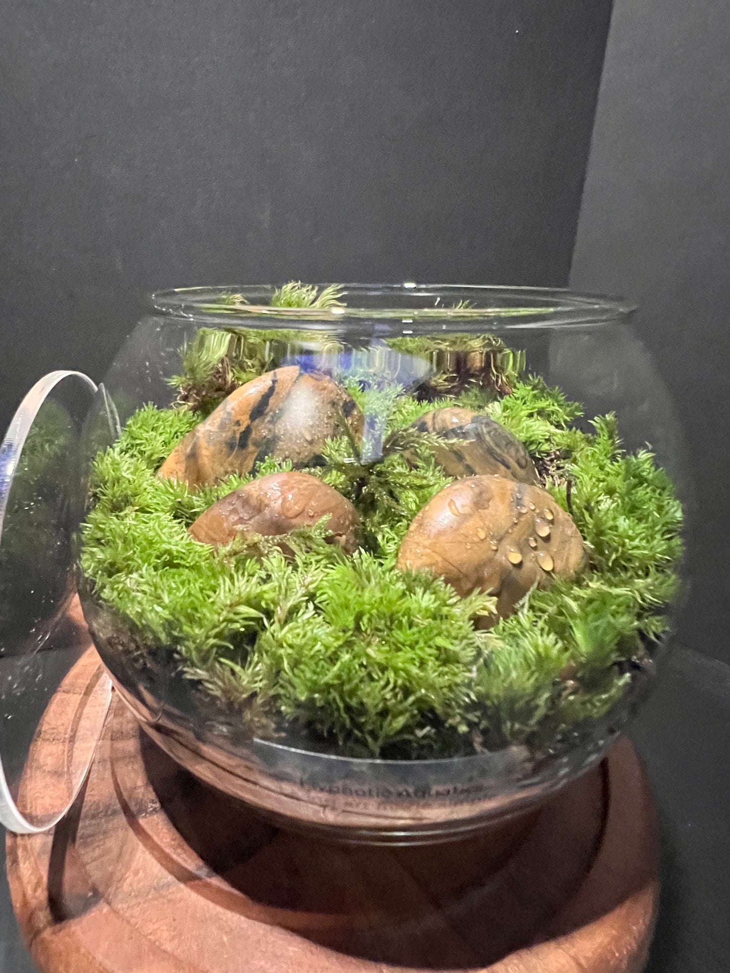 Terrarium 281