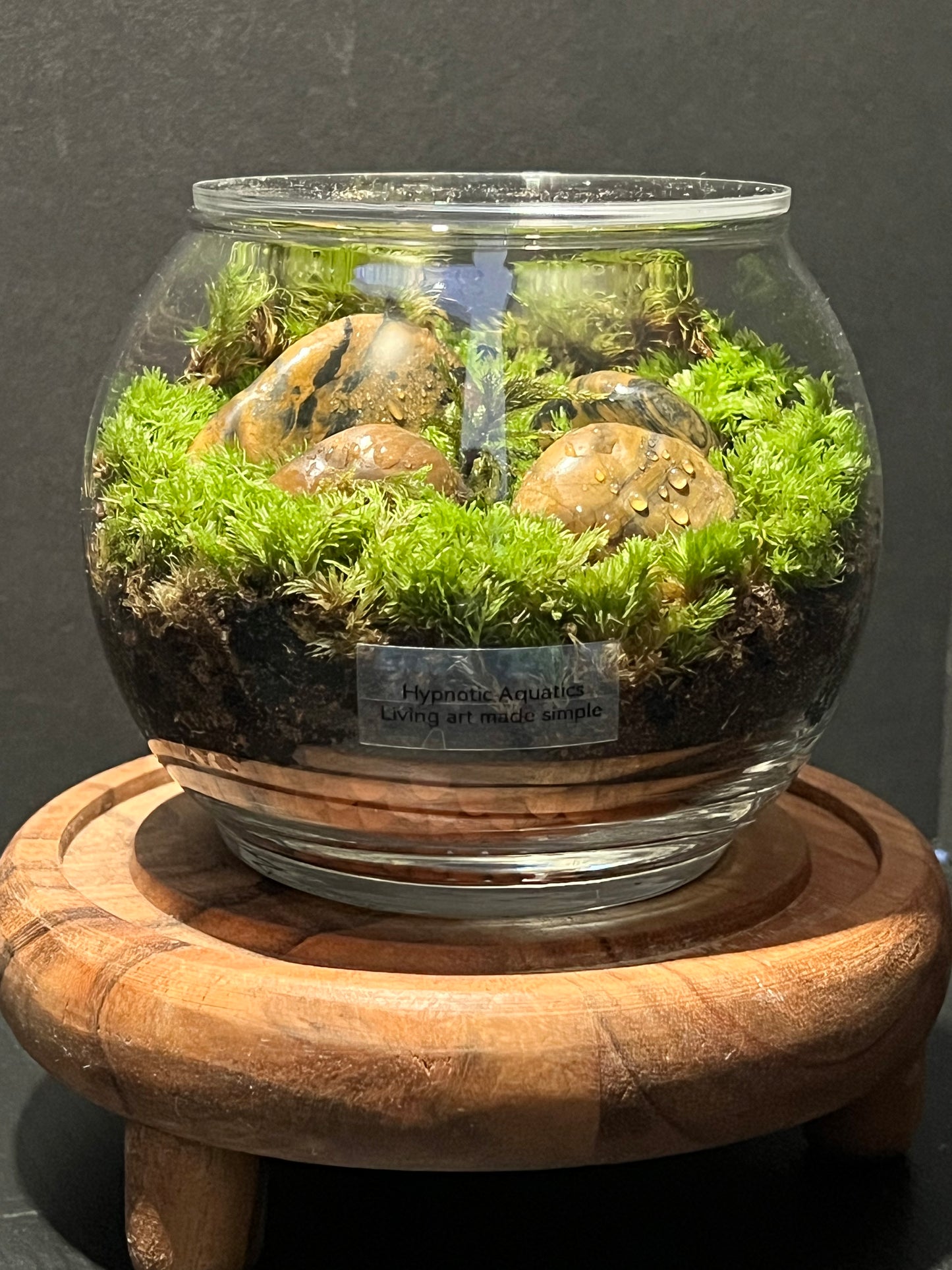 Terrarium 281