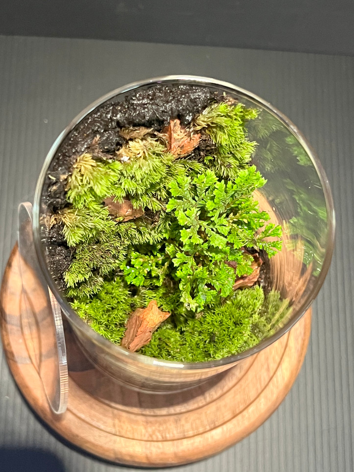 Terrarium 288