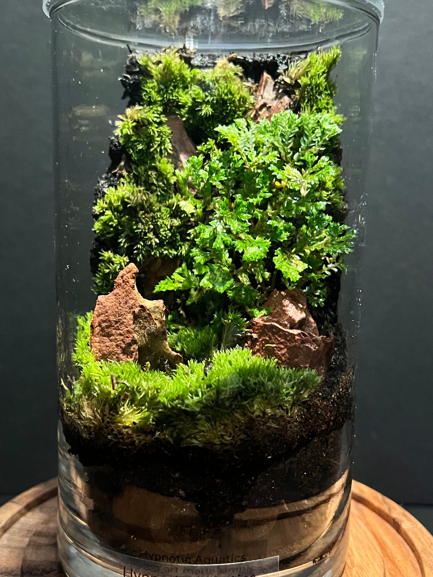 Terrarium 288