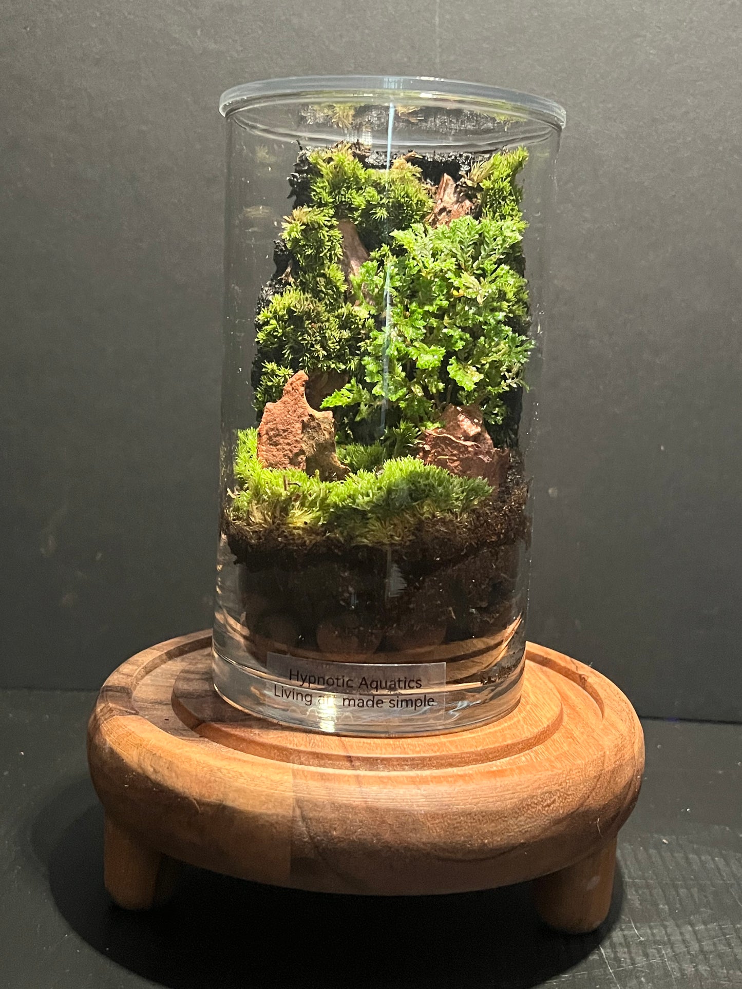 Terrarium 288