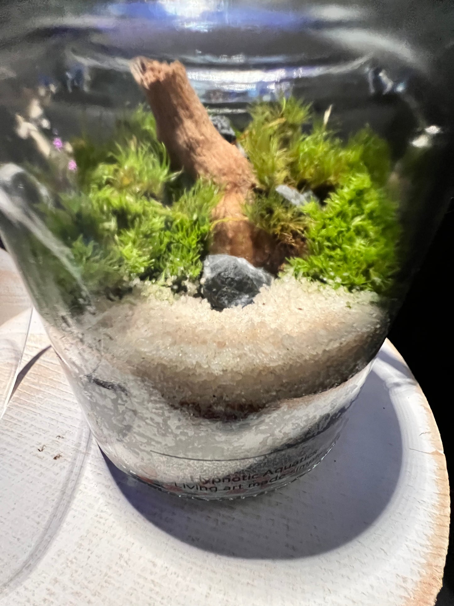 Terrarium 289